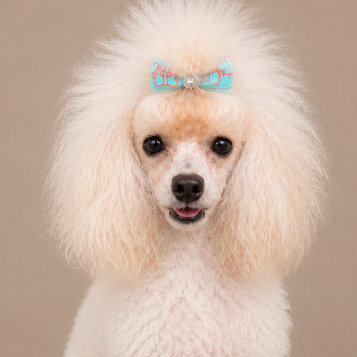 Waffle, Adoptable, Young Male Poodle (Toy).