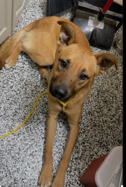 Enlarge Wiley, a Adoptable mixed breed in Vincennes, IN image 2/4