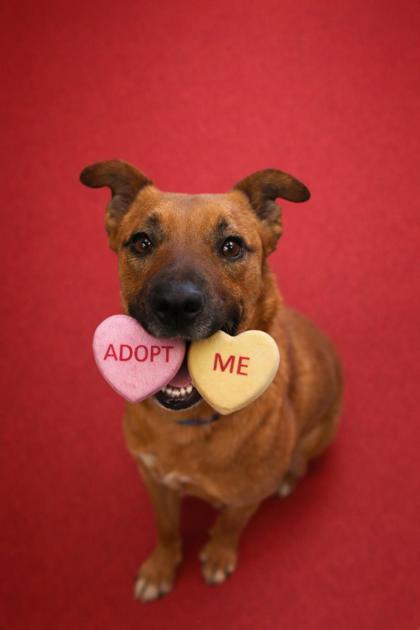 Enlarge Wiley, a Adoptable mixed breed in Vincennes, IN image 3/4
