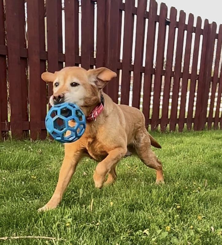 Enlarge Soul, a Adoptable Labrador Retriever in Indianapolis, IN image 3/6