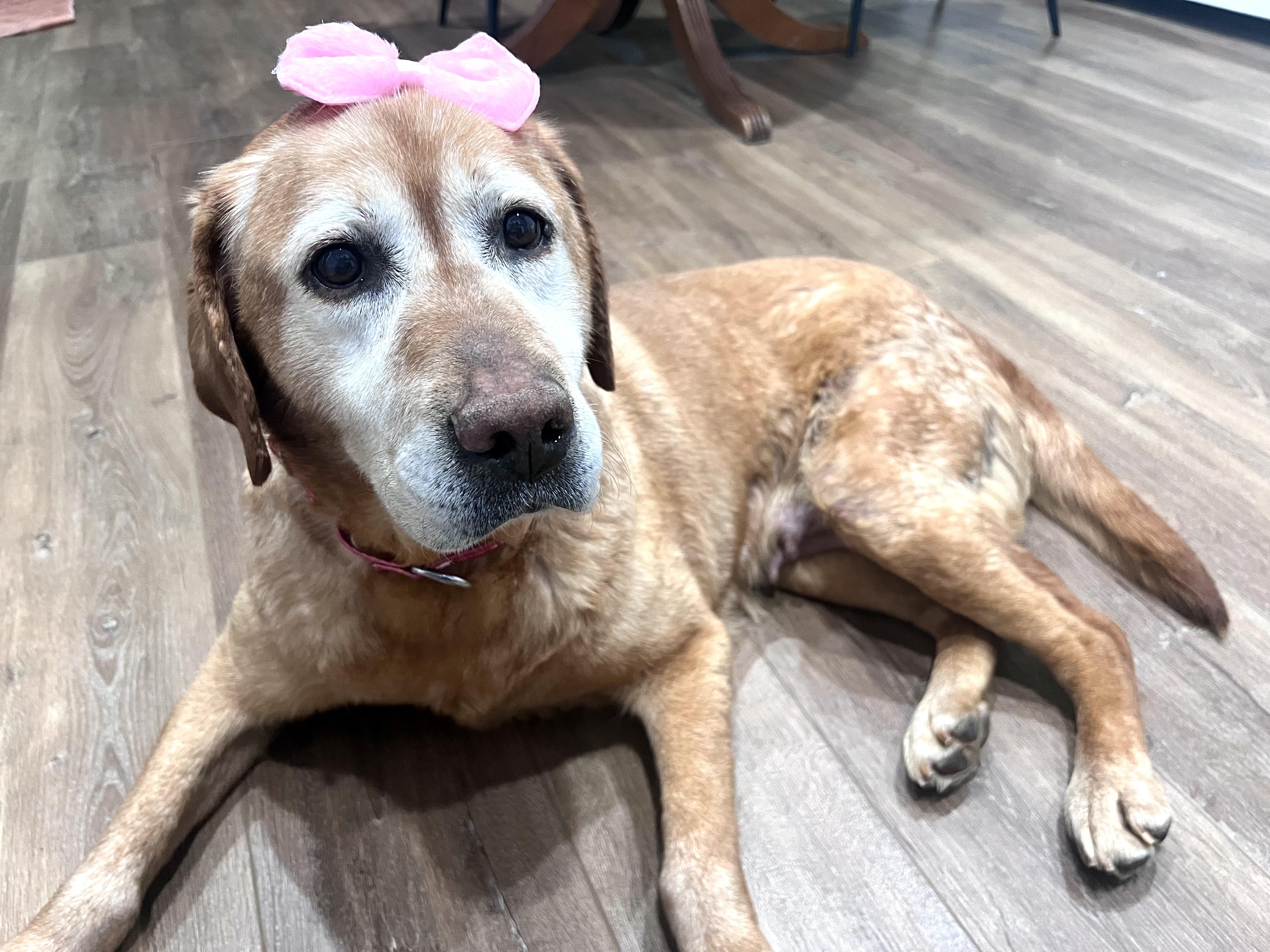 Soul, Adoptable, Adult Female Labrador Retriever.
