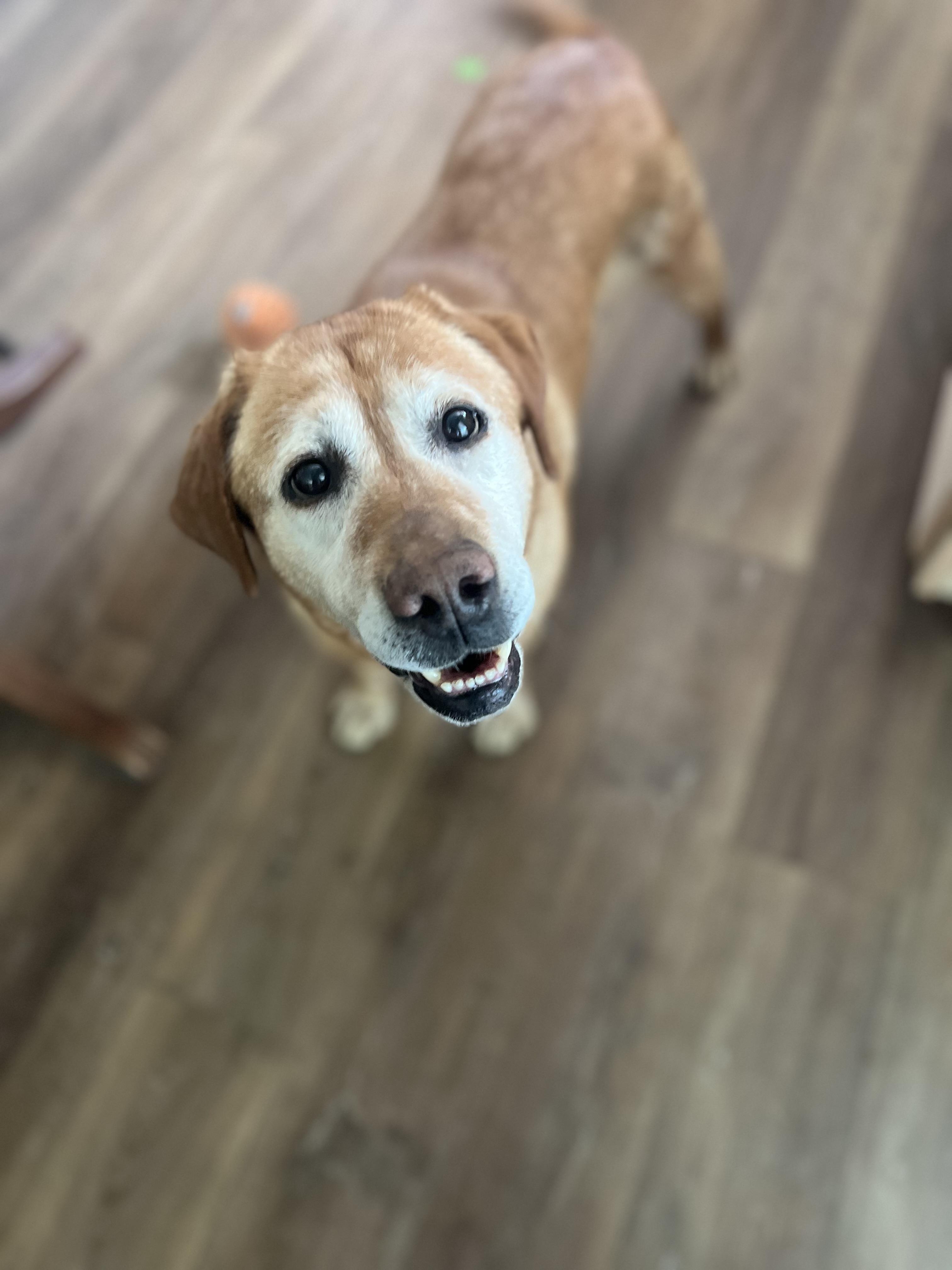 Enlarge Soul, a Adoptable Labrador Retriever in Indianapolis, IN image 5/6
