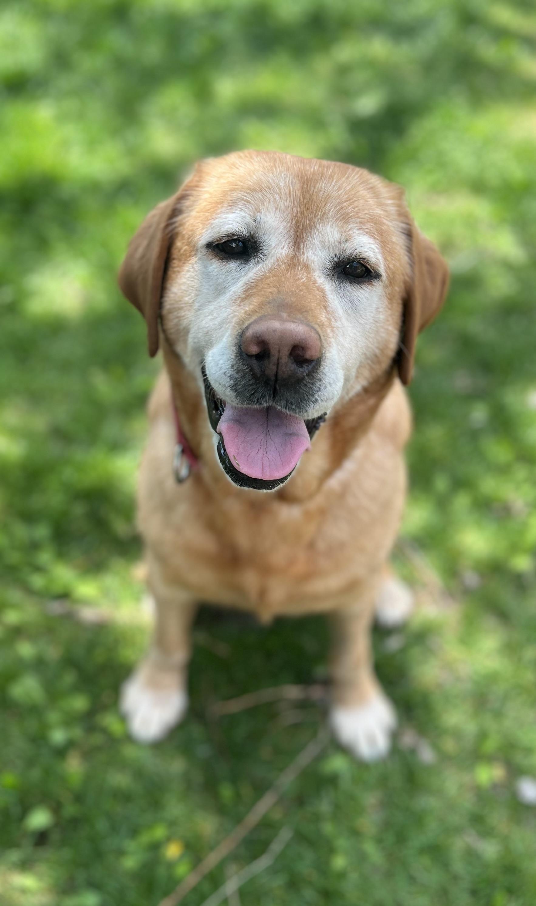 Enlarge Soul, an adoptable Labrador Retriever in Indianapolis, IN image 5/6