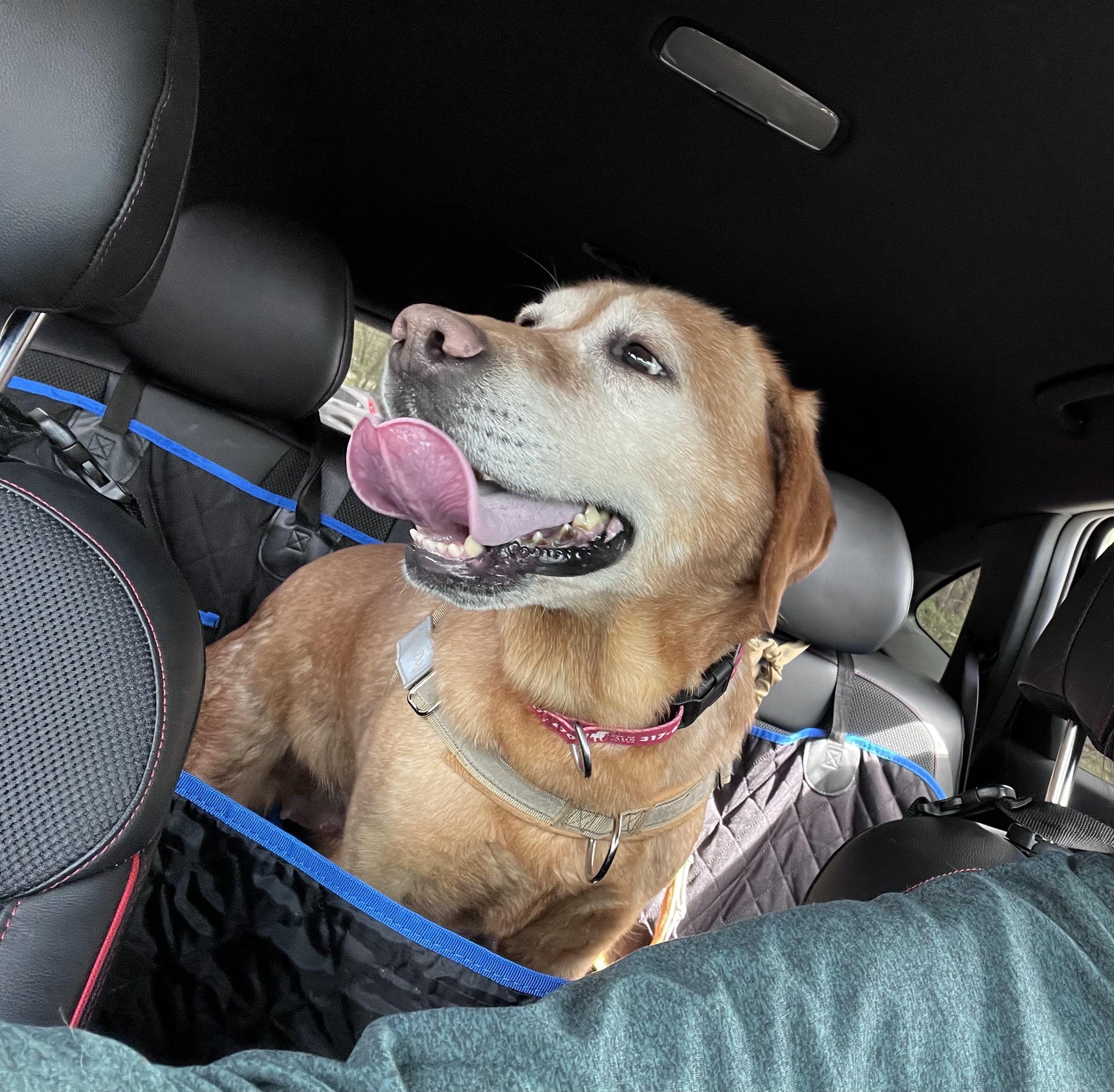 Enlarge Soul, a Adoptable Labrador Retriever in Indianapolis, IN image 4/6