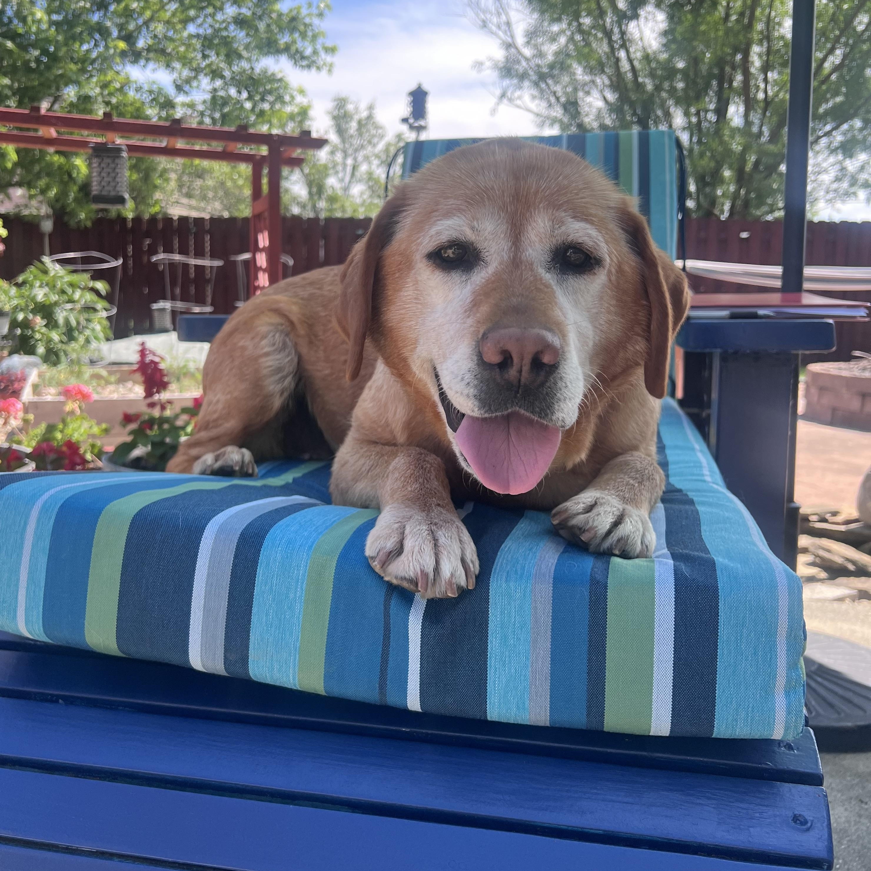 Enlarge Soul, an adoptable Labrador Retriever in Indianapolis, IN image 4/6
