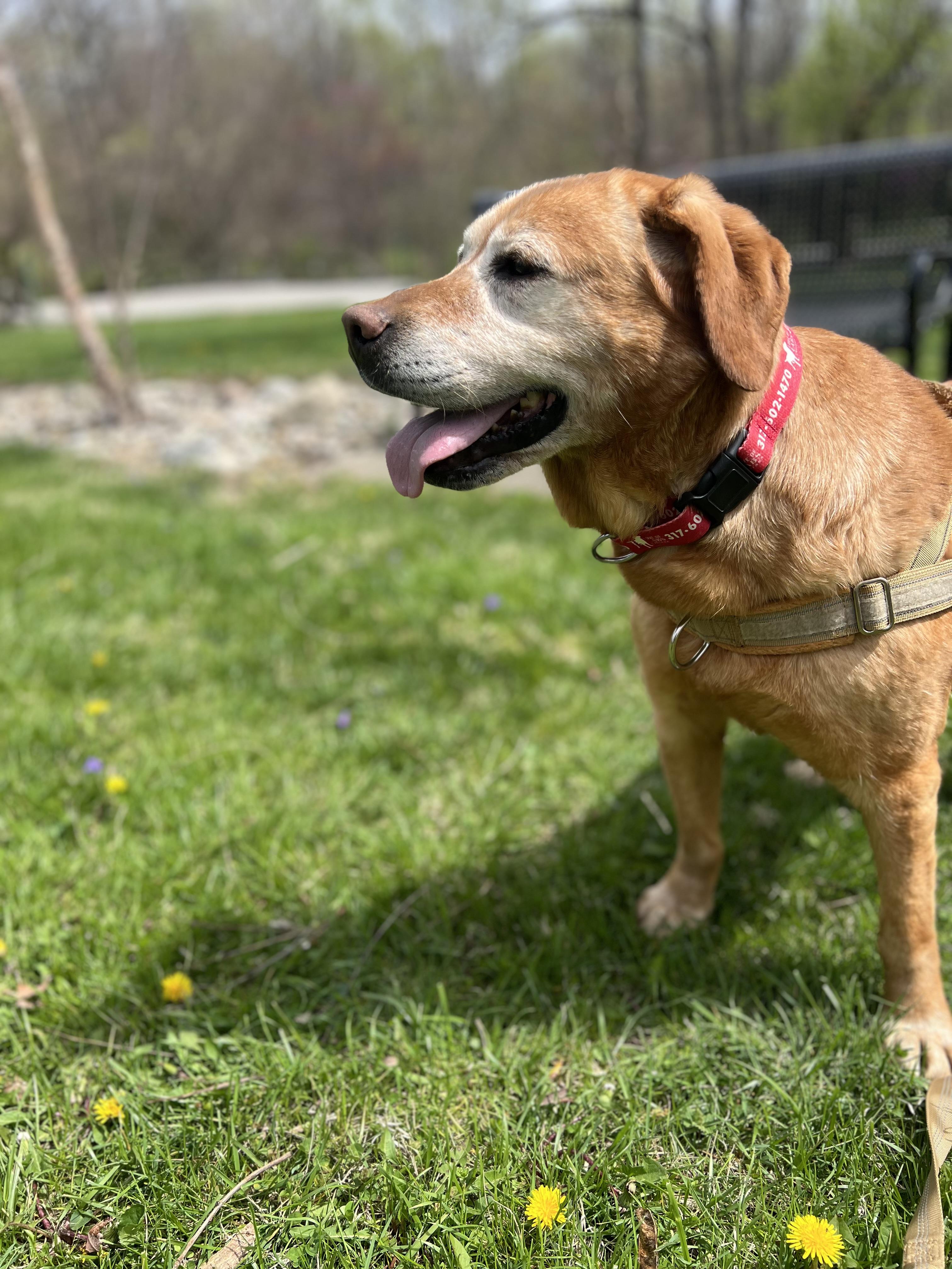 Enlarge Soul, a Adoptable Labrador Retriever in Indianapolis, IN image 2/6