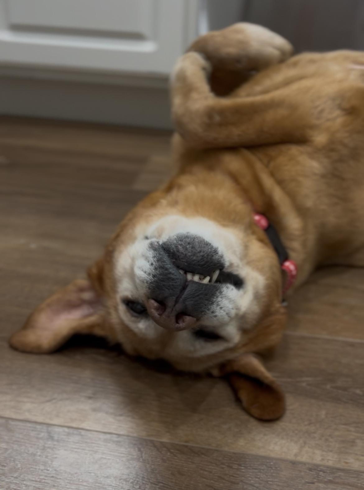 Enlarge Soul, a Adoptable Labrador Retriever in Indianapolis, IN image 6/6
