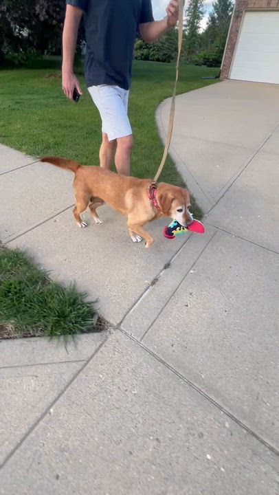 Enlarge Soul, an adoptable Labrador Retriever in Indianapolis, IN video 6/6