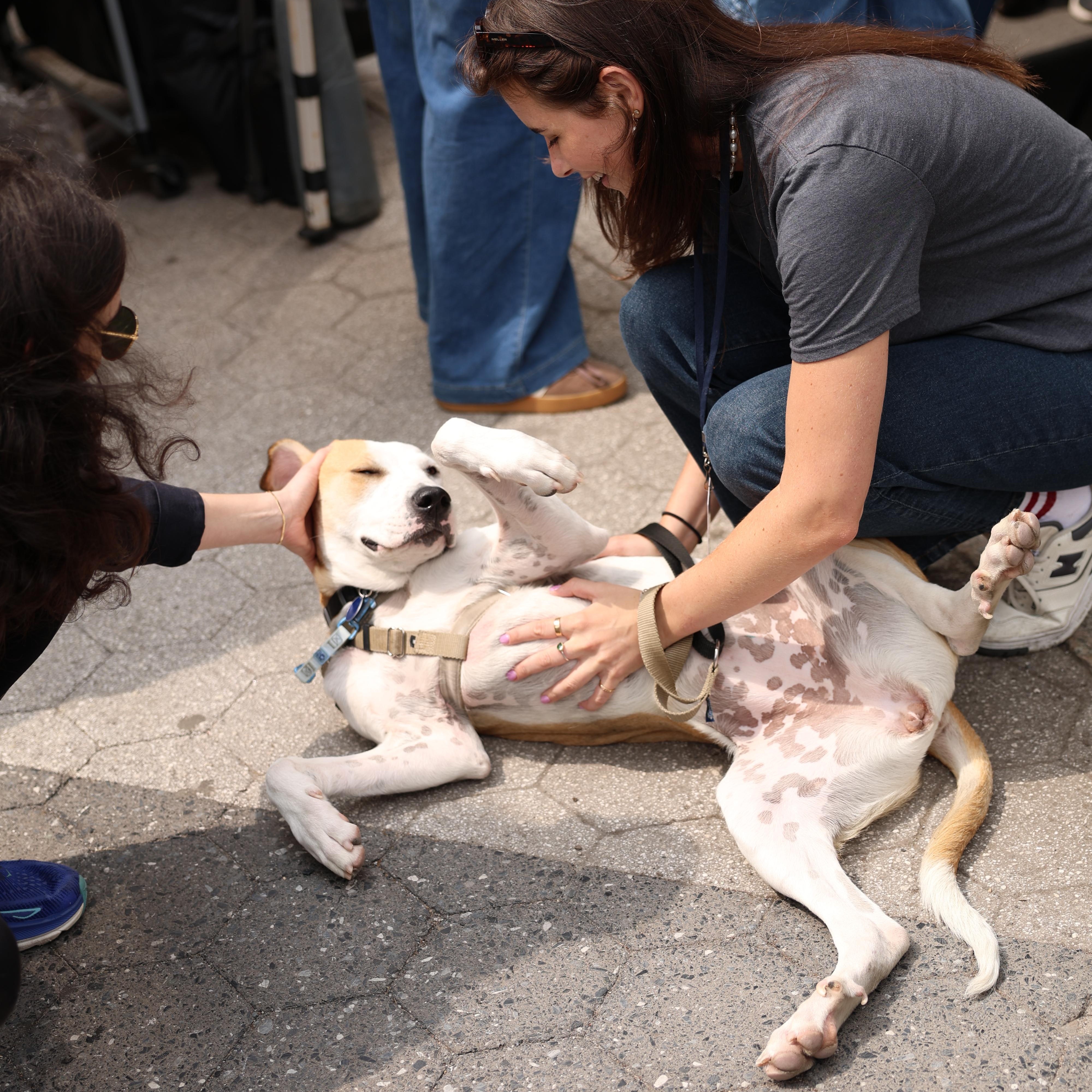 Coconut, Adoptable, Young Female Mixed Breed.