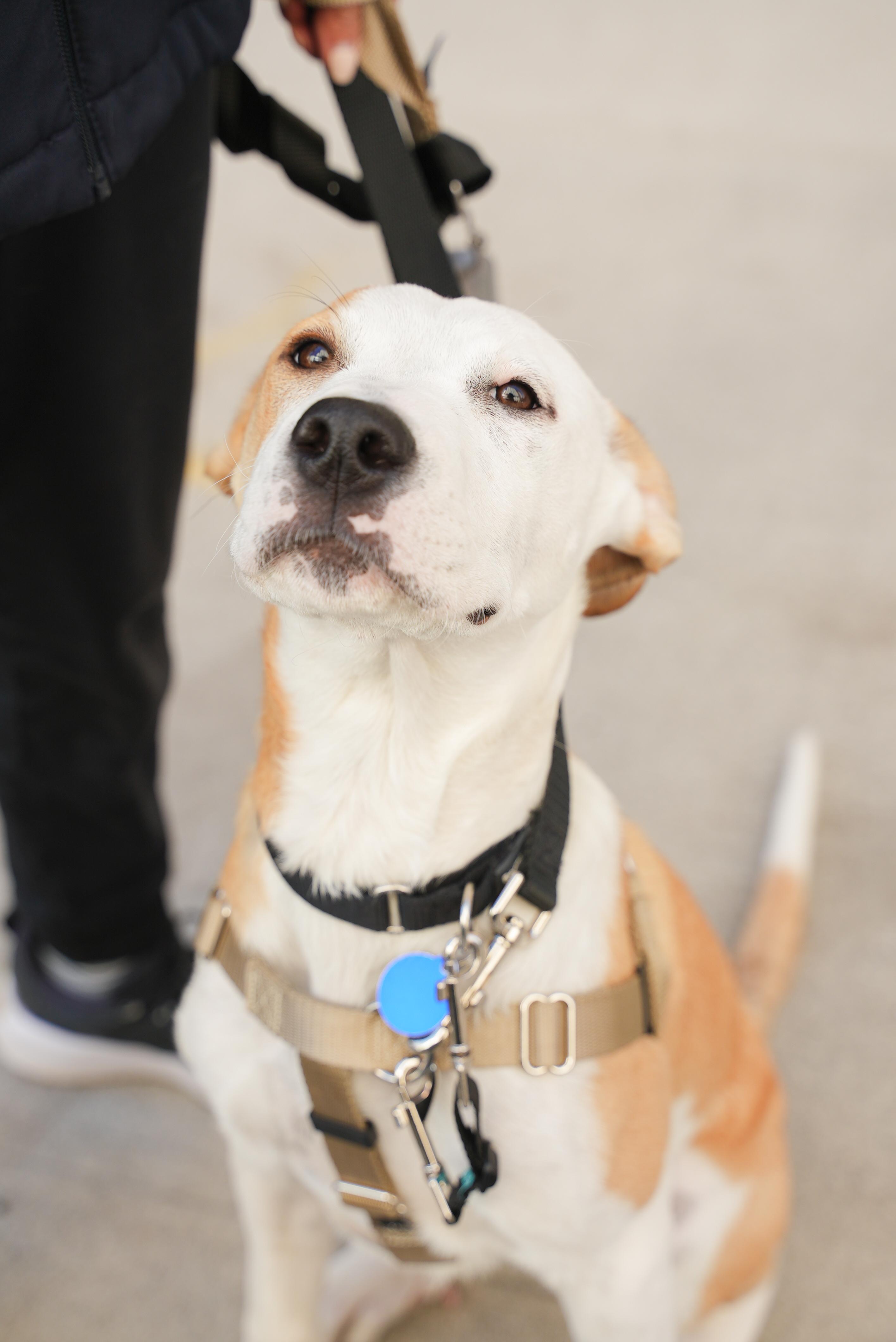 Coconut, a Adoptable Mixed Breed in New Paltz, NY image 2/4