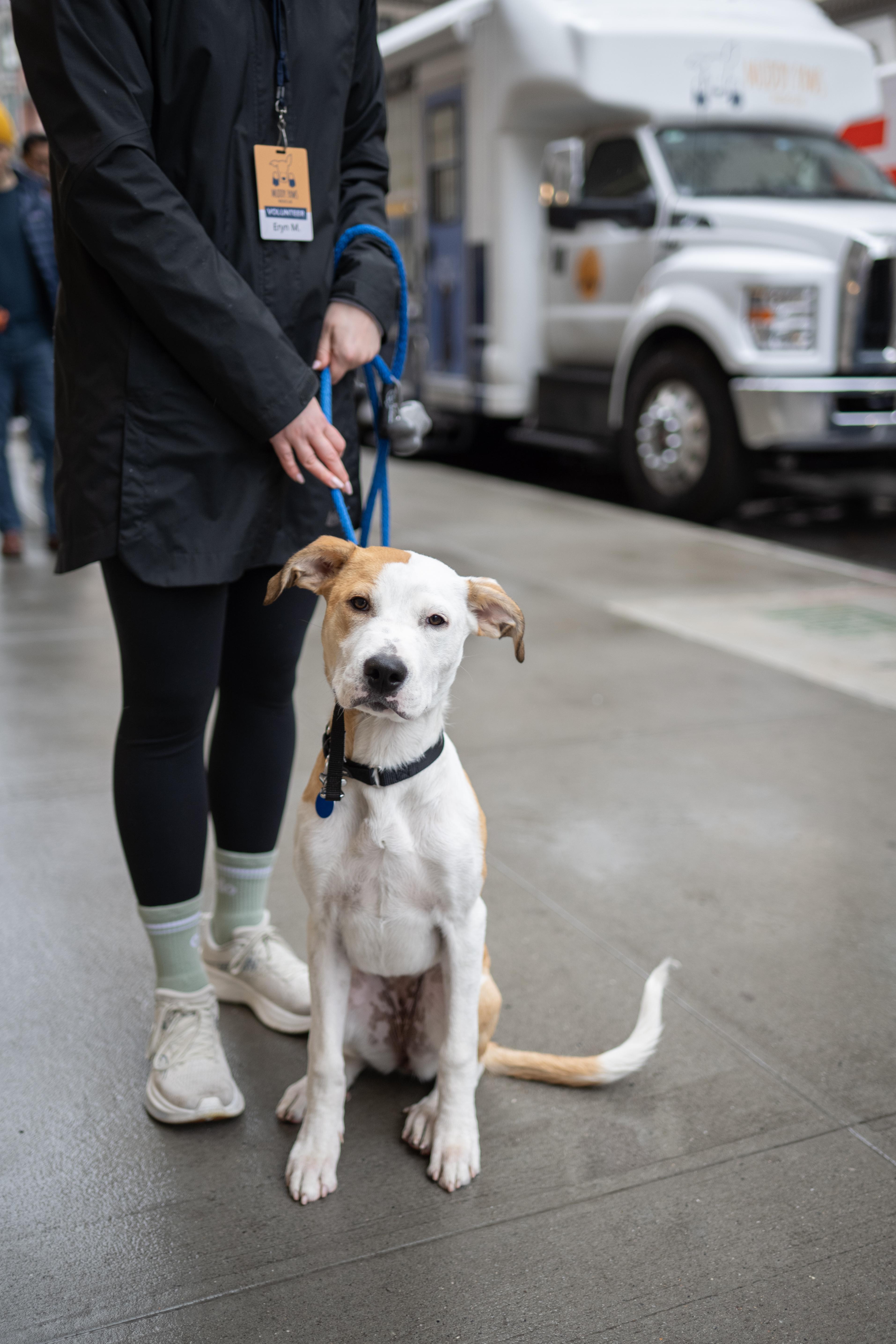 Coconut, a Adoptable Mixed Breed in New Paltz, NY image 3/4