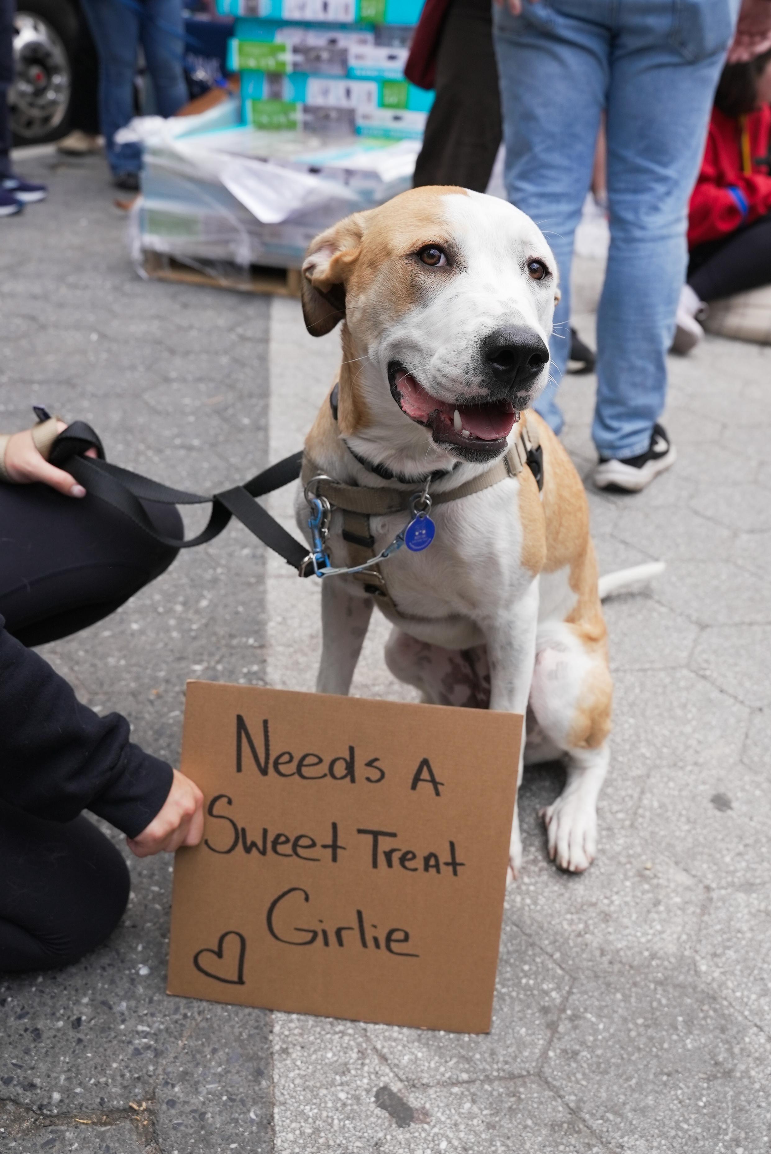 Coconut, Adoptable, Young Female Mixed Breed.
