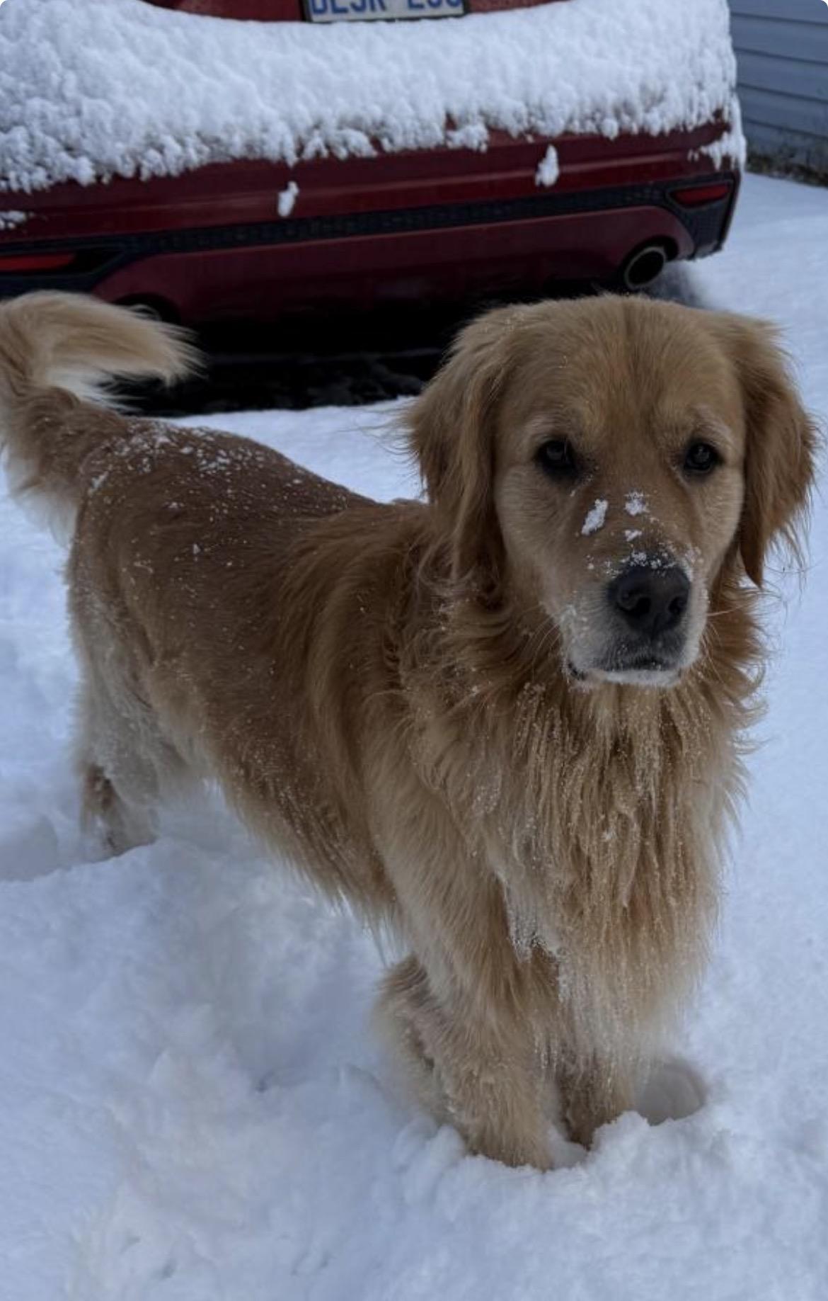 Enlarge Loki, an adopted Golden Retriever in Terra Cotta, ON image 5/5