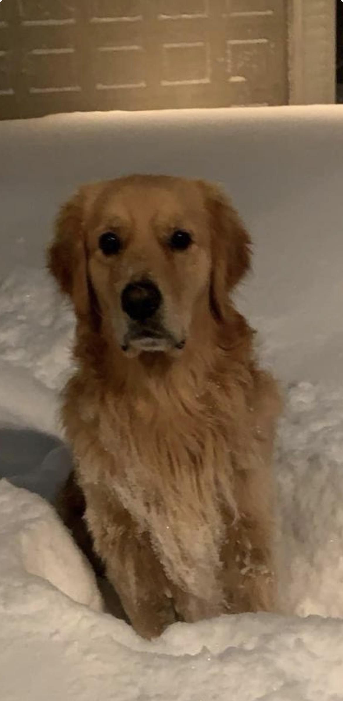 Enlarge Loki, an adopted Golden Retriever in Terra Cotta, ON image 2/5