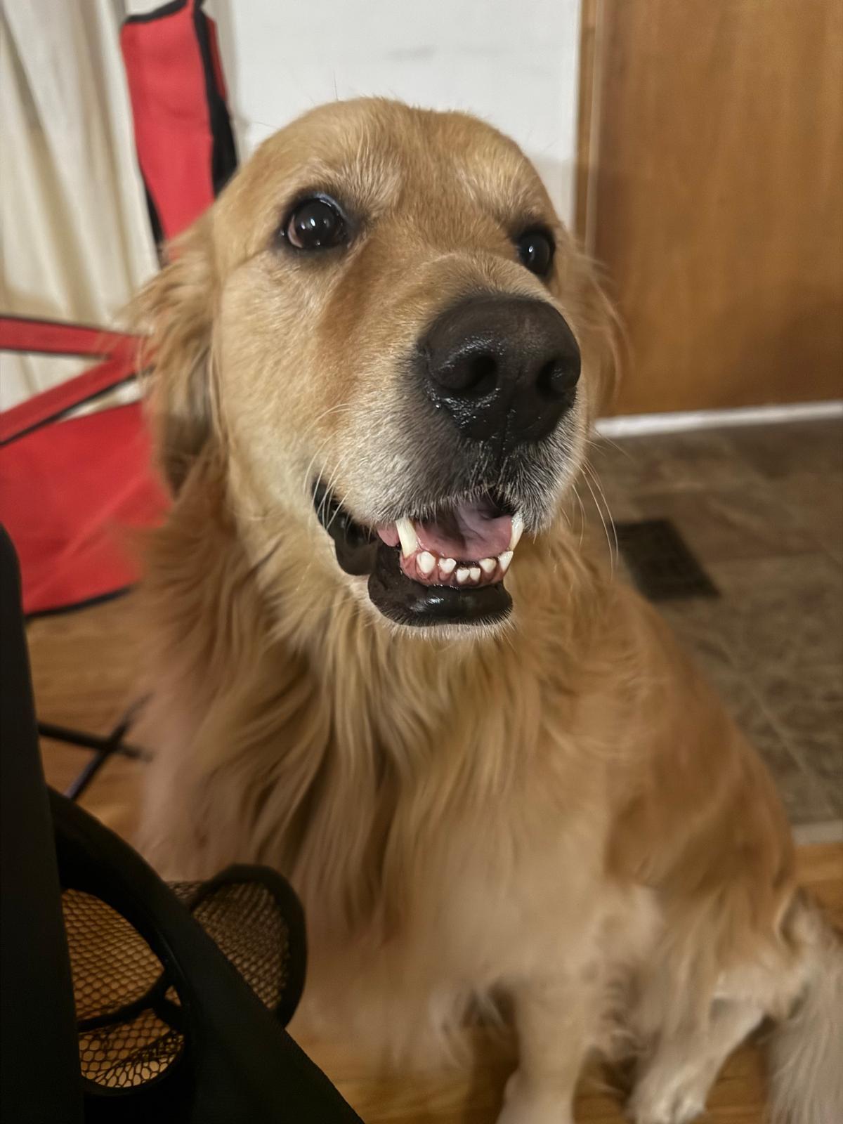 Enlarge Loki, an adopted Golden Retriever in Terra Cotta, ON image 1/5