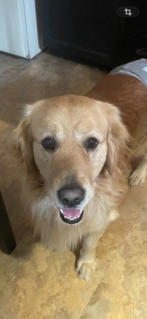 Enlarge Loki, an adopted Golden Retriever in Terra Cotta, ON image 4/5