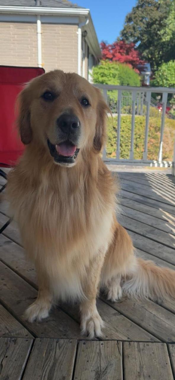 Enlarge Loki, an adopted Golden Retriever in Terra Cotta, ON image 3/5
