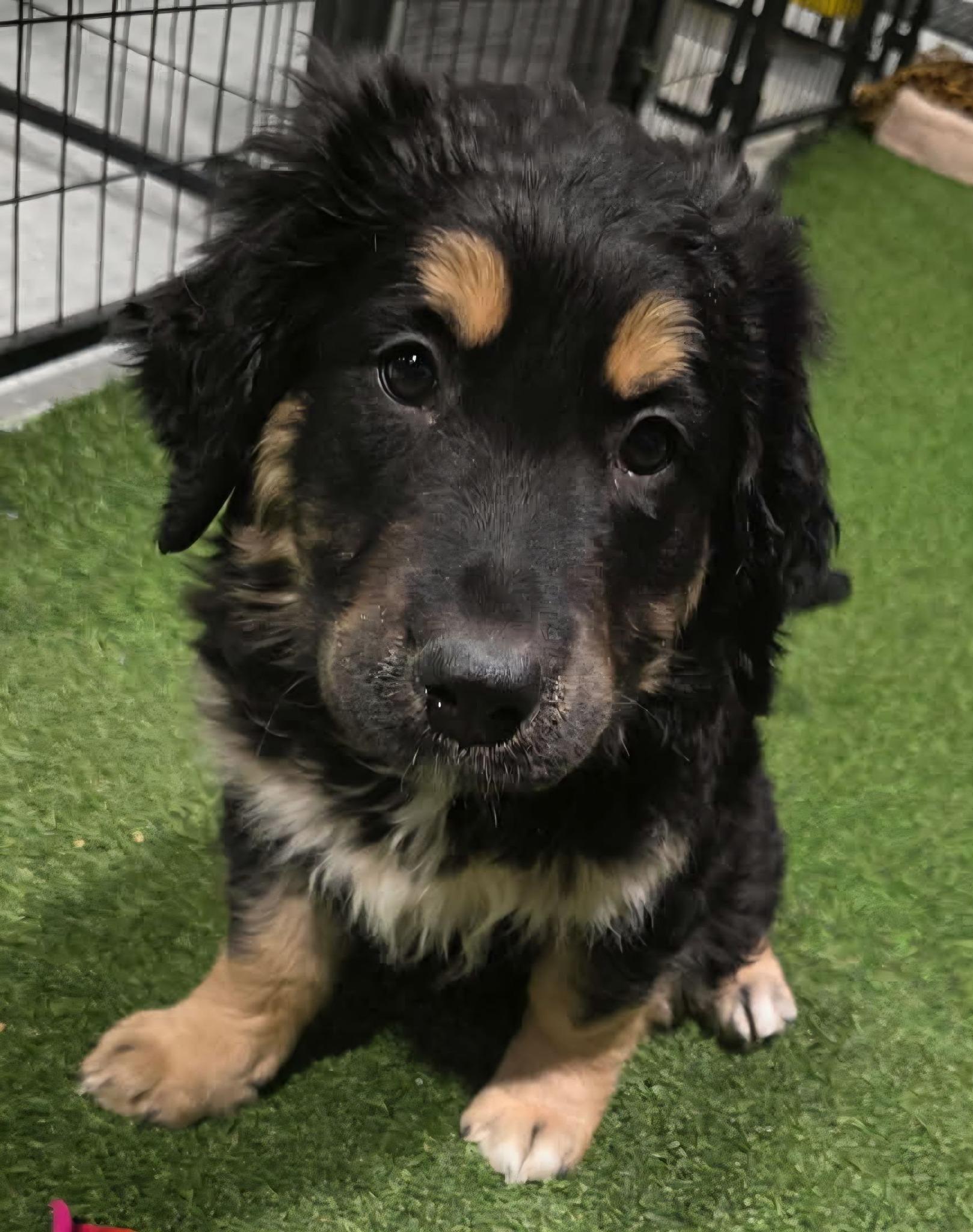 Barry Lee, ADOPTABLE, Young Male Poodle.