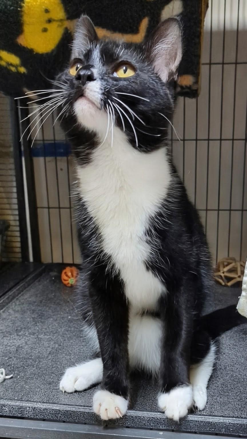 Enlarge Hank, a Adoptable Domestic Short Hair in Shelton, WA image 1/2