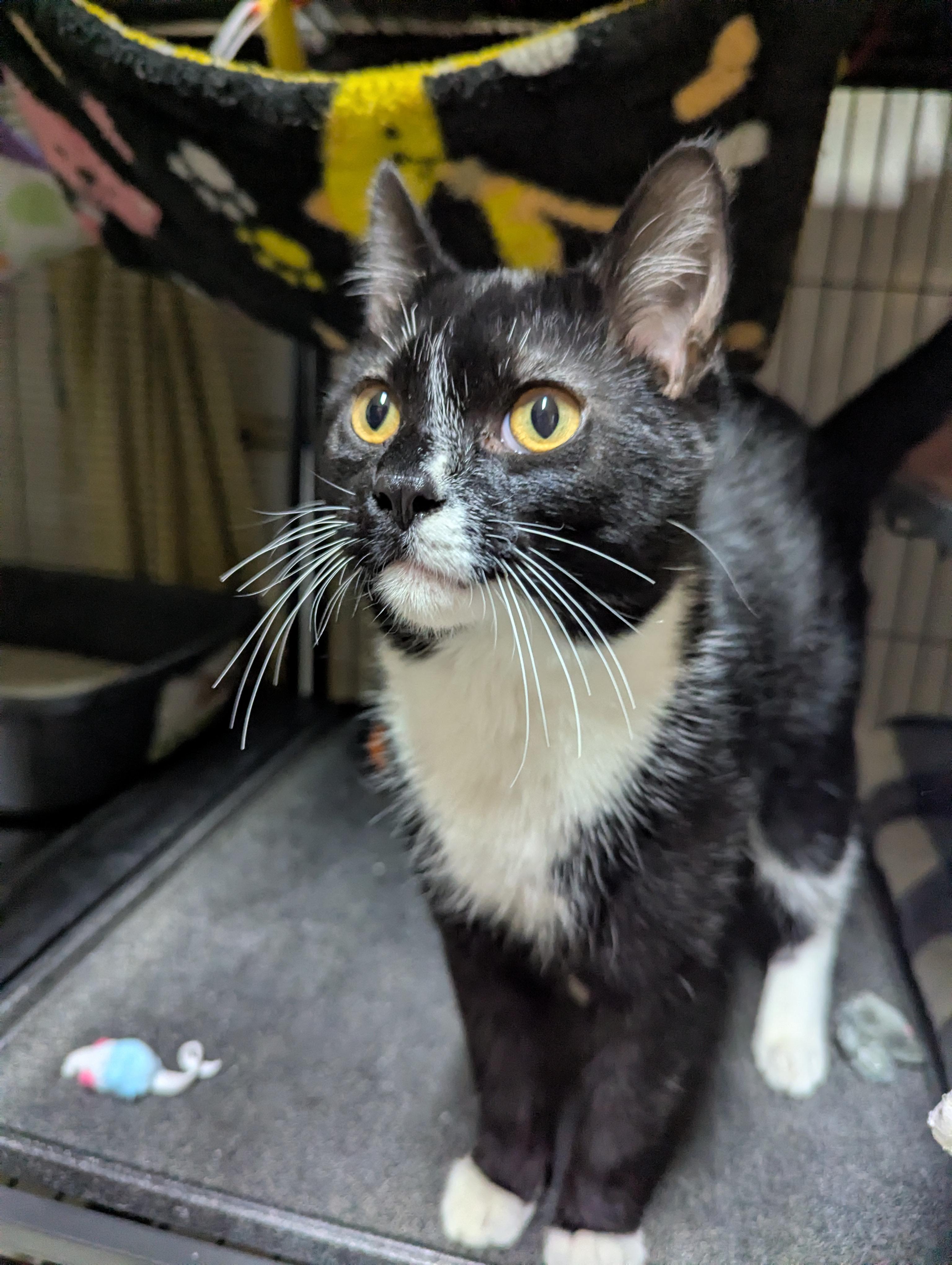 Enlarge Hank, a Adoptable Domestic Short Hair in Shelton, WA image 2/2