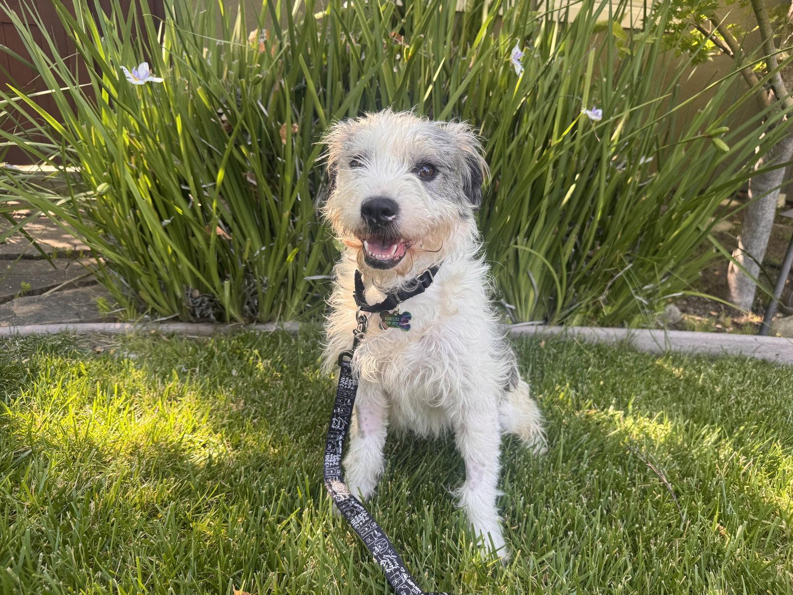 Olive, a Adoptable mixed breed in Santa Clara, CA image 1/3