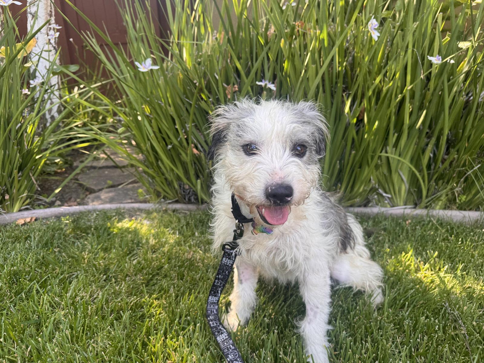 Olive, a Adoptable mixed breed in Santa Clara, CA image 2/3