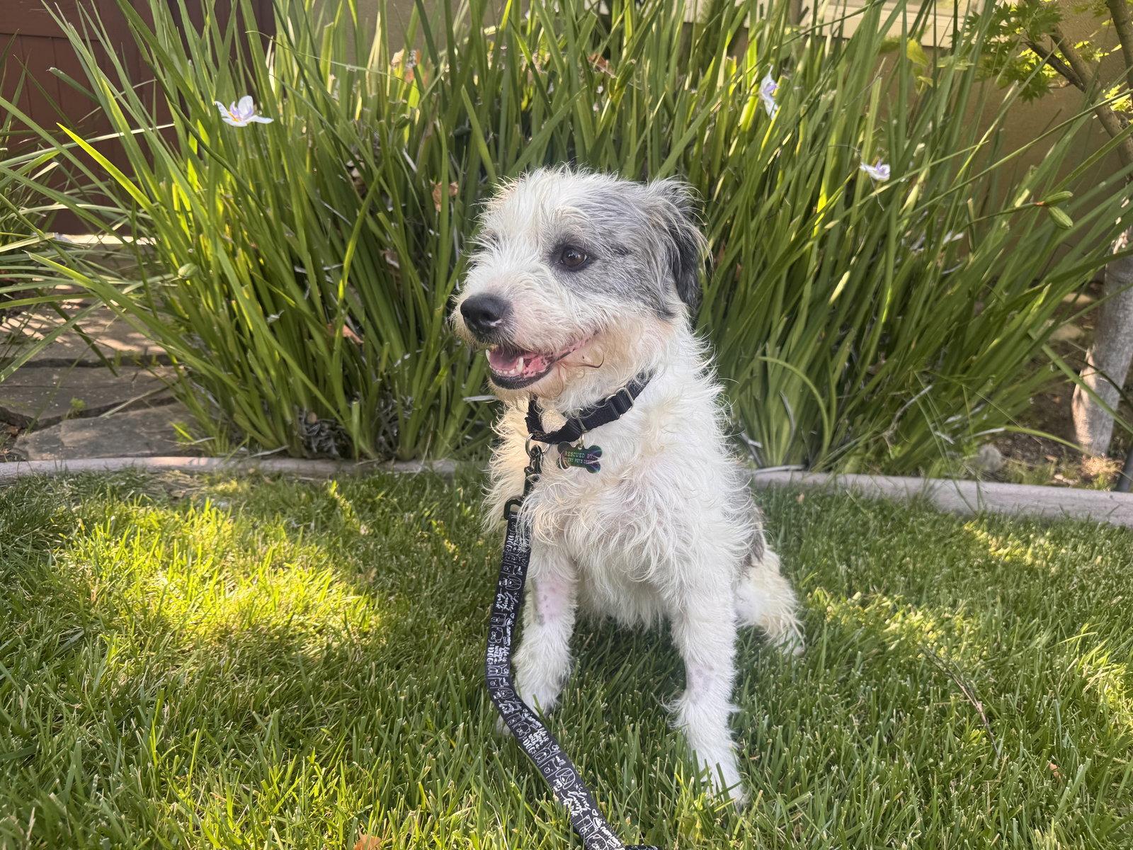 Olive, a Adoptable mixed breed in Santa Clara, CA image 3/3