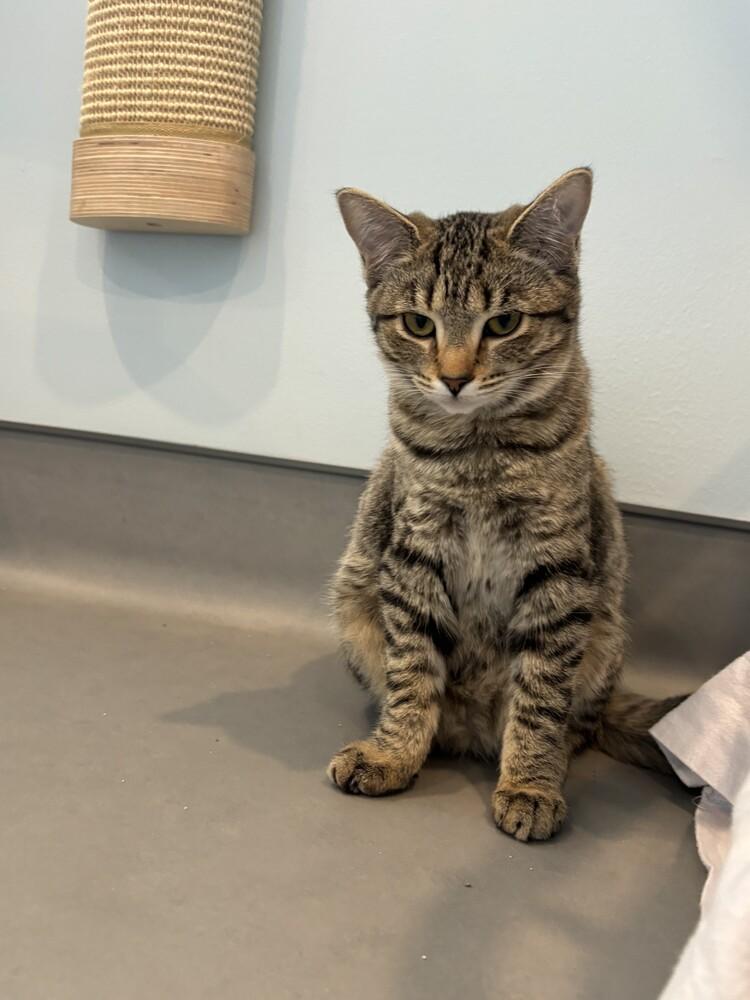 Enlarge Gravy, a Adoptable mixed breed in Norristown, PA image 2/2