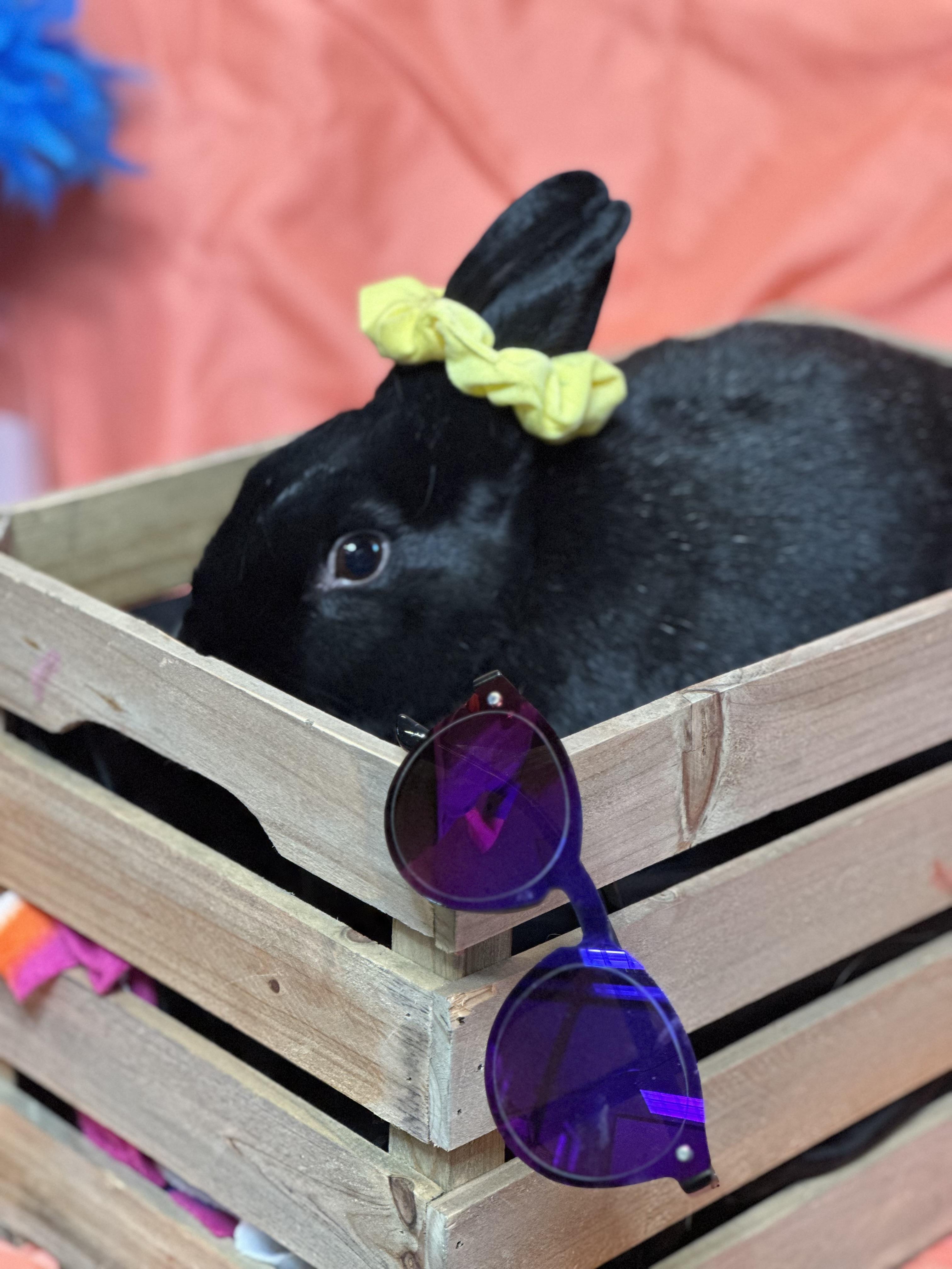 Sunshine, Adoptable, Adult Female New Zealand.