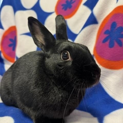 Sunshine, Adoptable, Adult Female New Zealand.