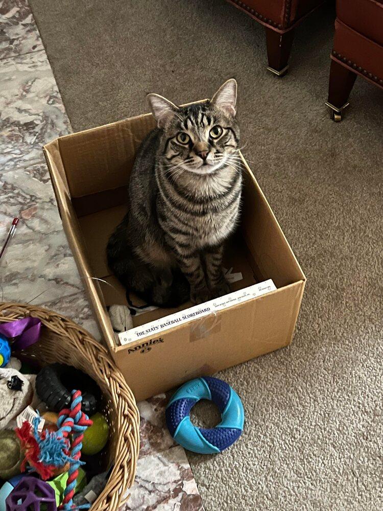 Baxter, Adopted, Adult Male Domestic Short Hair.