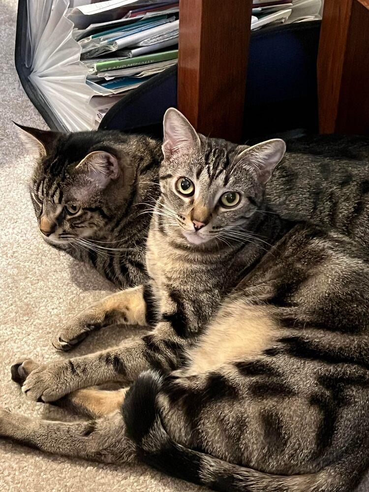 Enlarge Baxter, a Adopted mixed breed in Lebanon, OR image 2/3