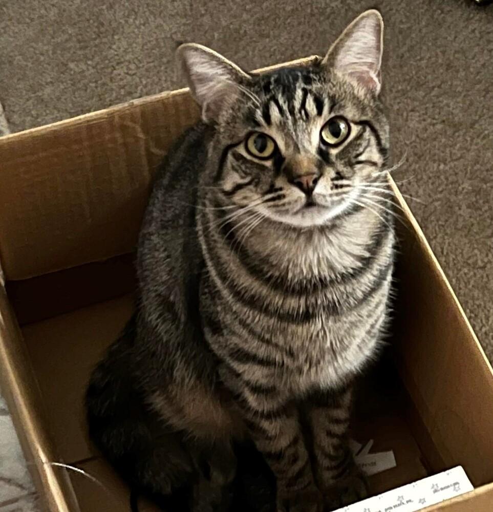 Enlarge Baxter, a Adopted mixed breed in Lebanon, OR image 3/3