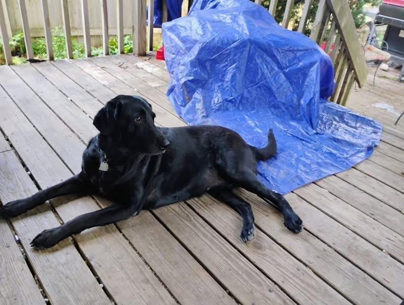 Briget and Katy Perry - COURTESY POST, Adoptable, Adult Female Labrador Retriever.