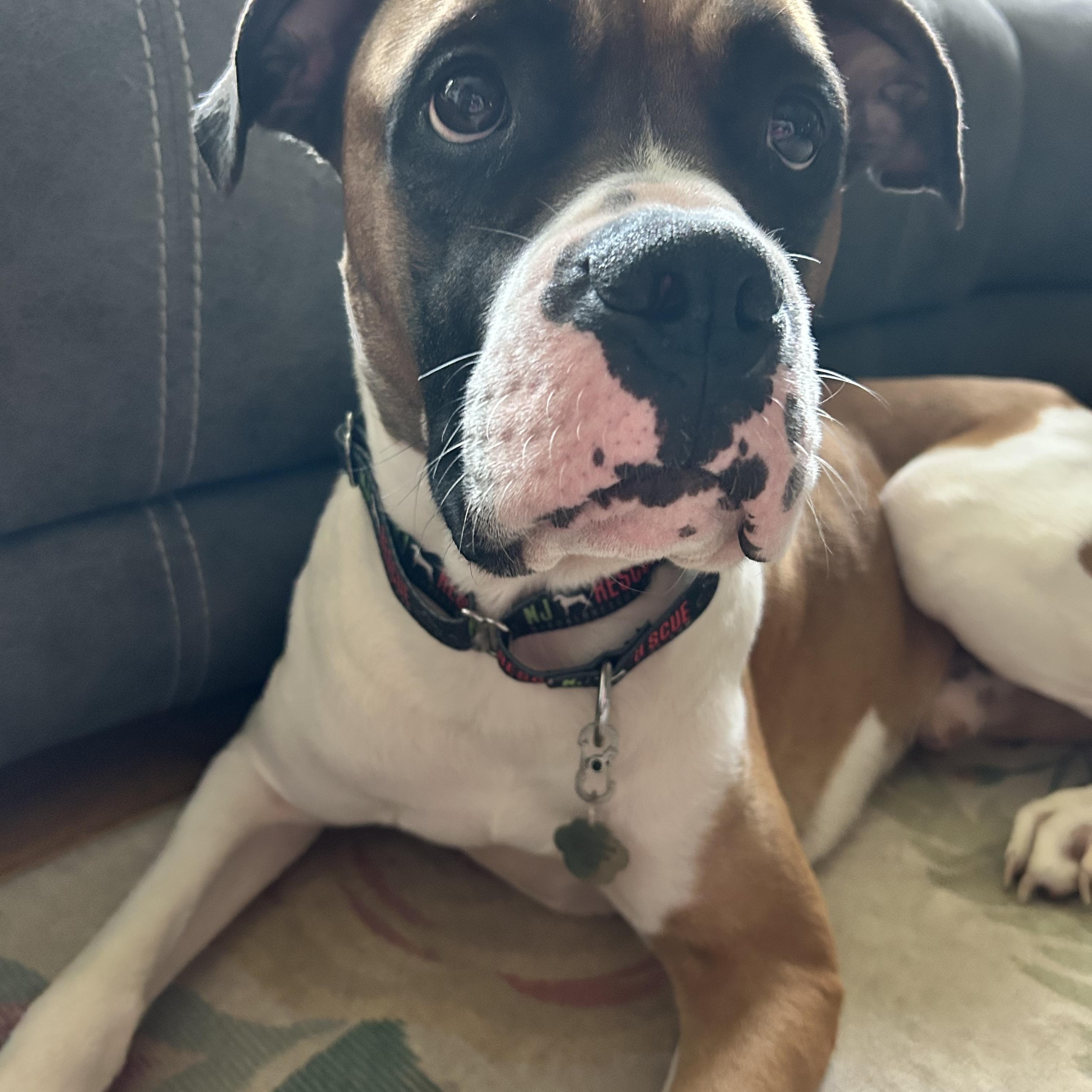 Enlarge Kia, a Adoptable Boxer in Middlesex, NJ image 4/5