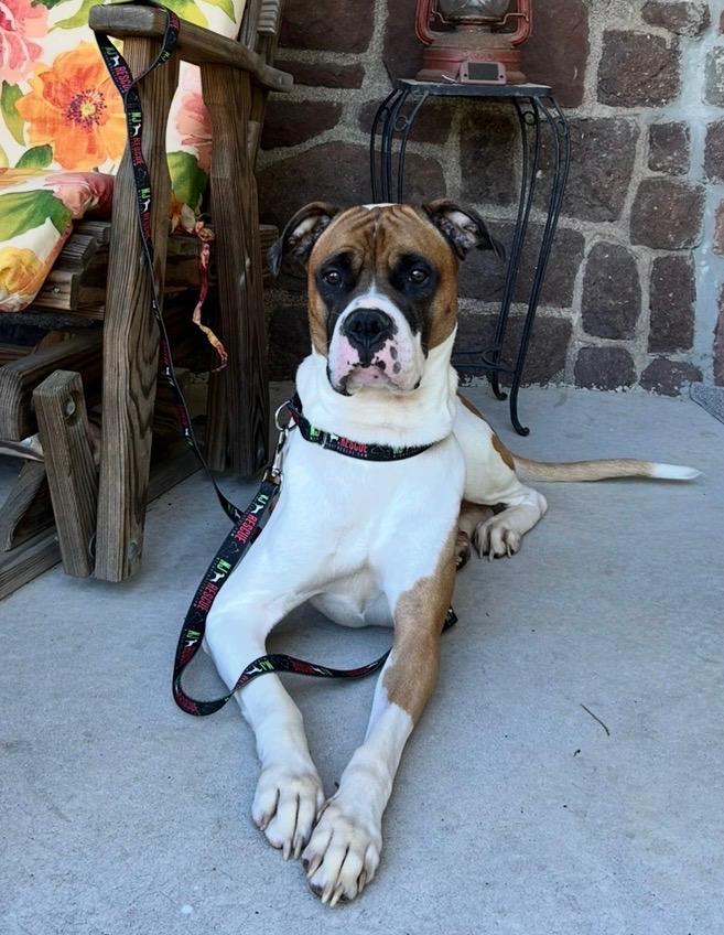 Enlarge Kia, a Adoptable Boxer in Middlesex, NJ image 2/5