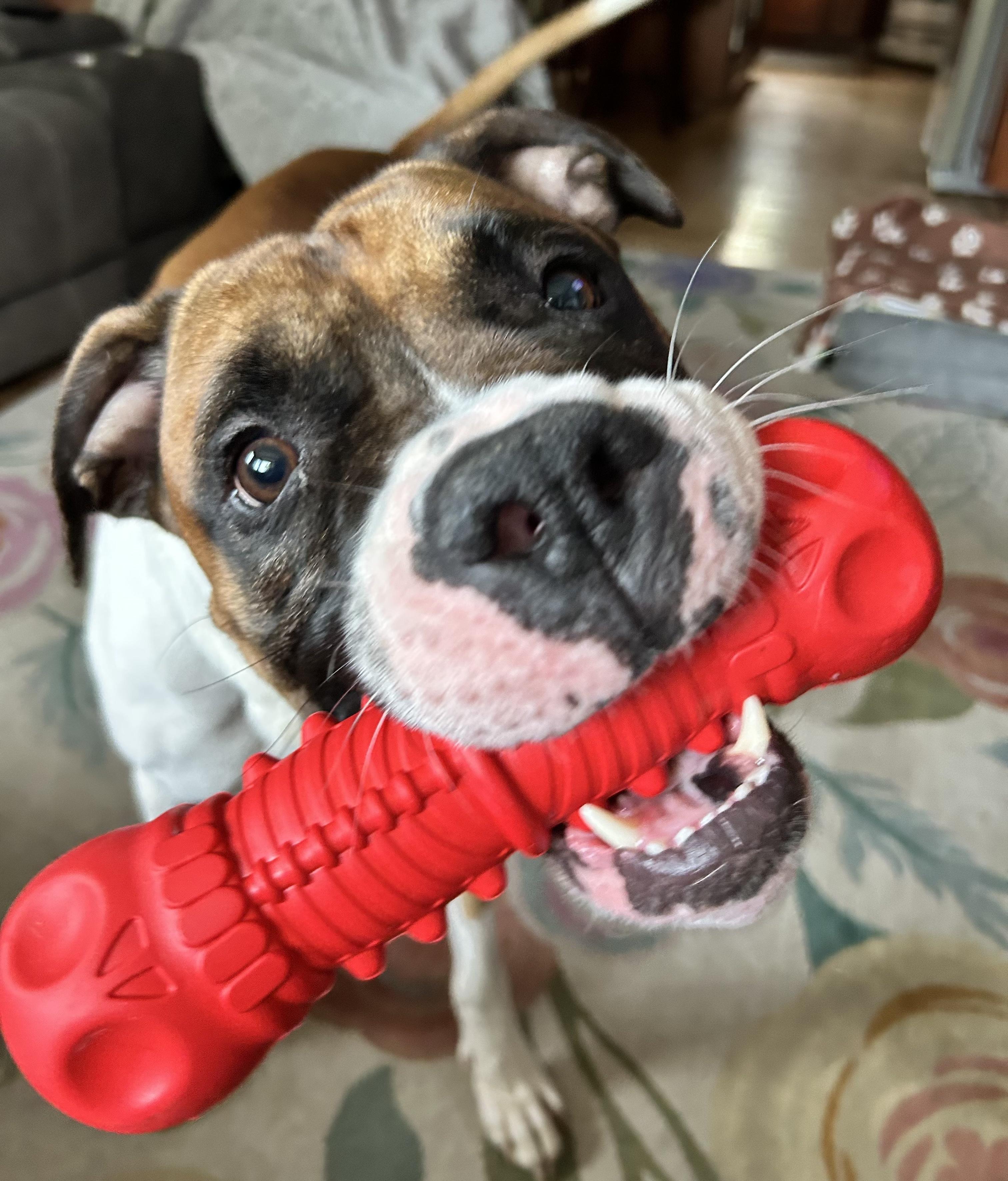 Enlarge Kia, a Adoptable Boxer in Middlesex, NJ image 3/5