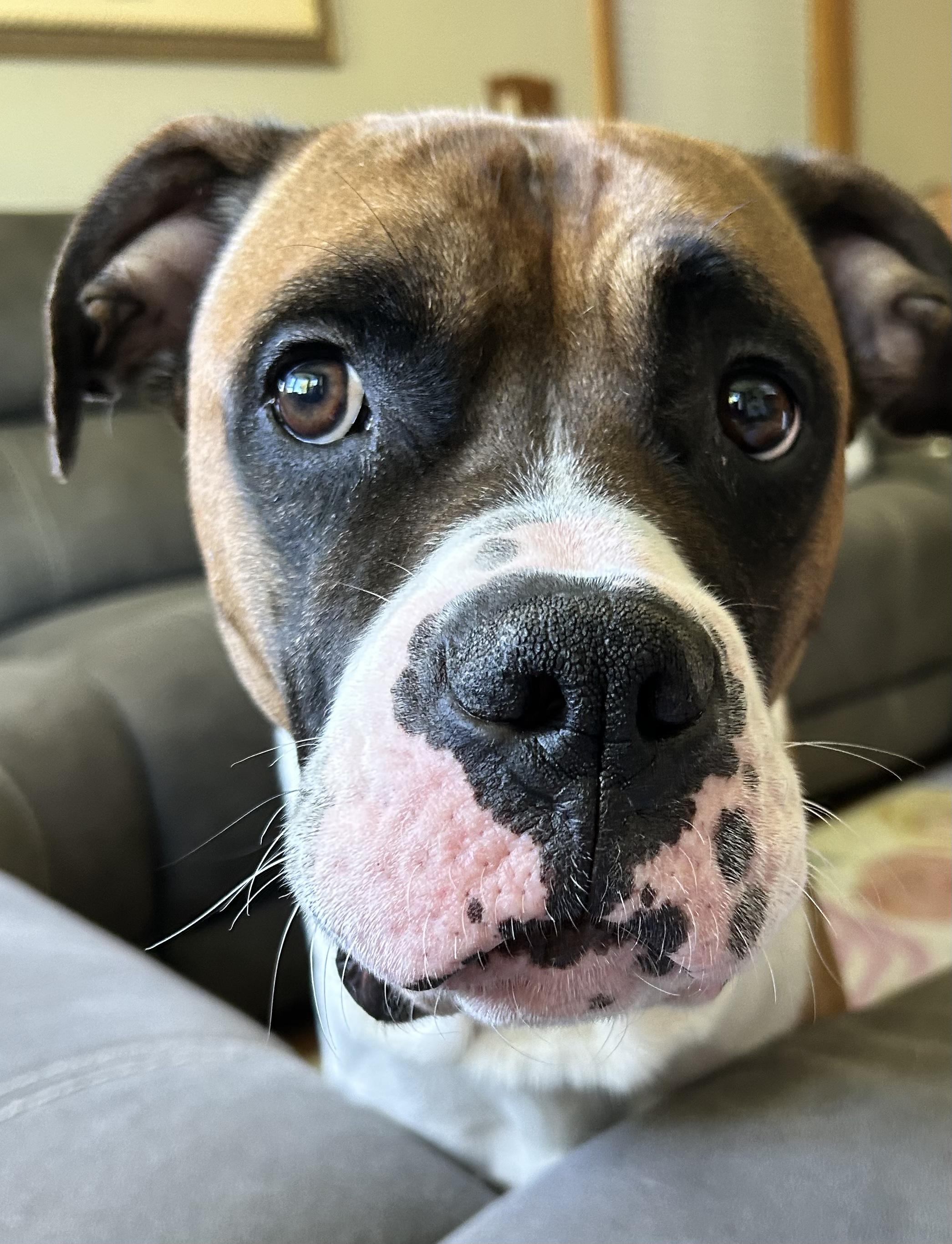 Enlarge Kia, a Adoptable Boxer in Middlesex, NJ image 1/5