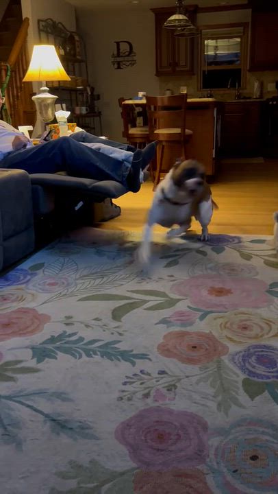 Enlarge Kia, a Adoptable Boxer in Middlesex, NJ video 5/5
