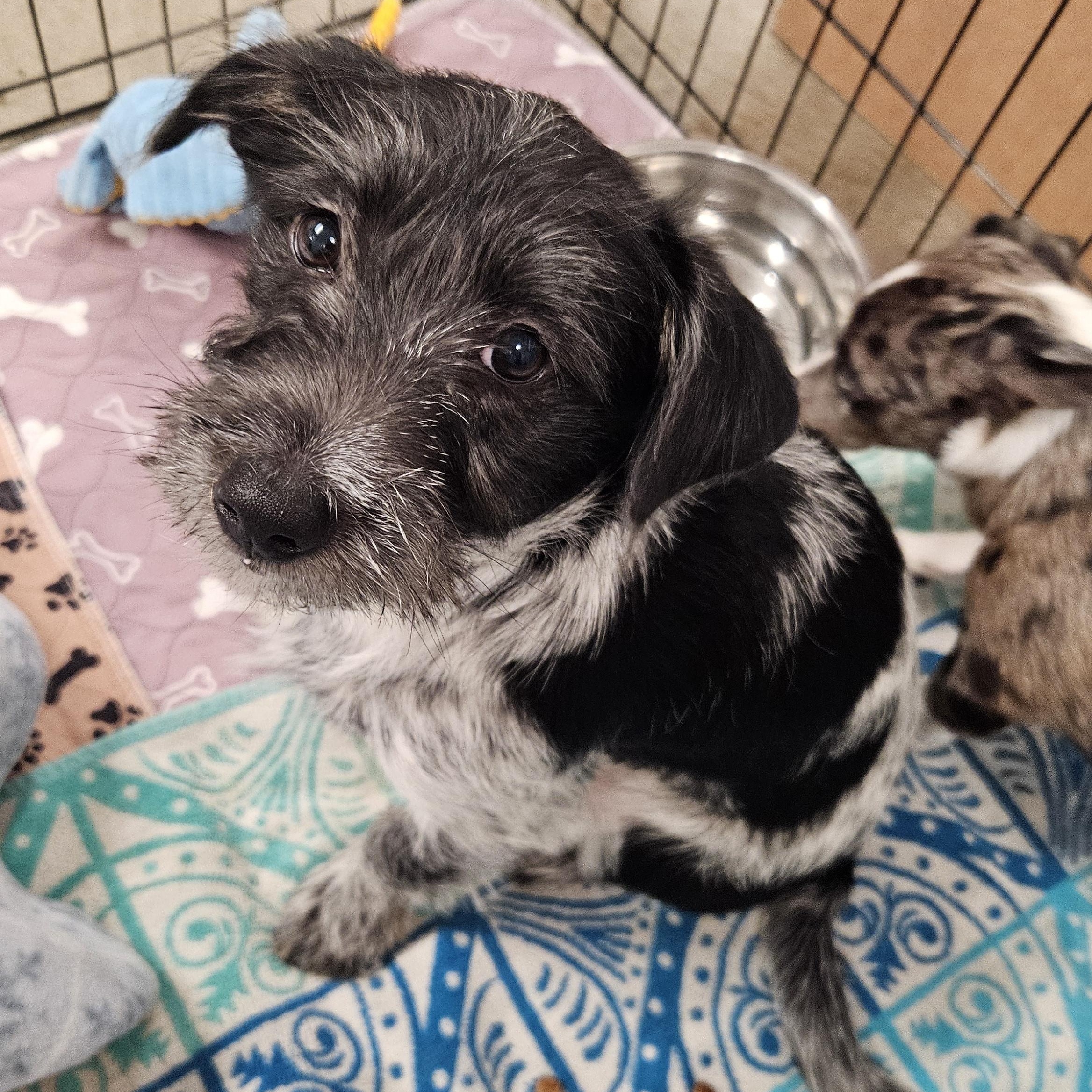 Wanda, adopted, Puppy Female Miniature Poodle.