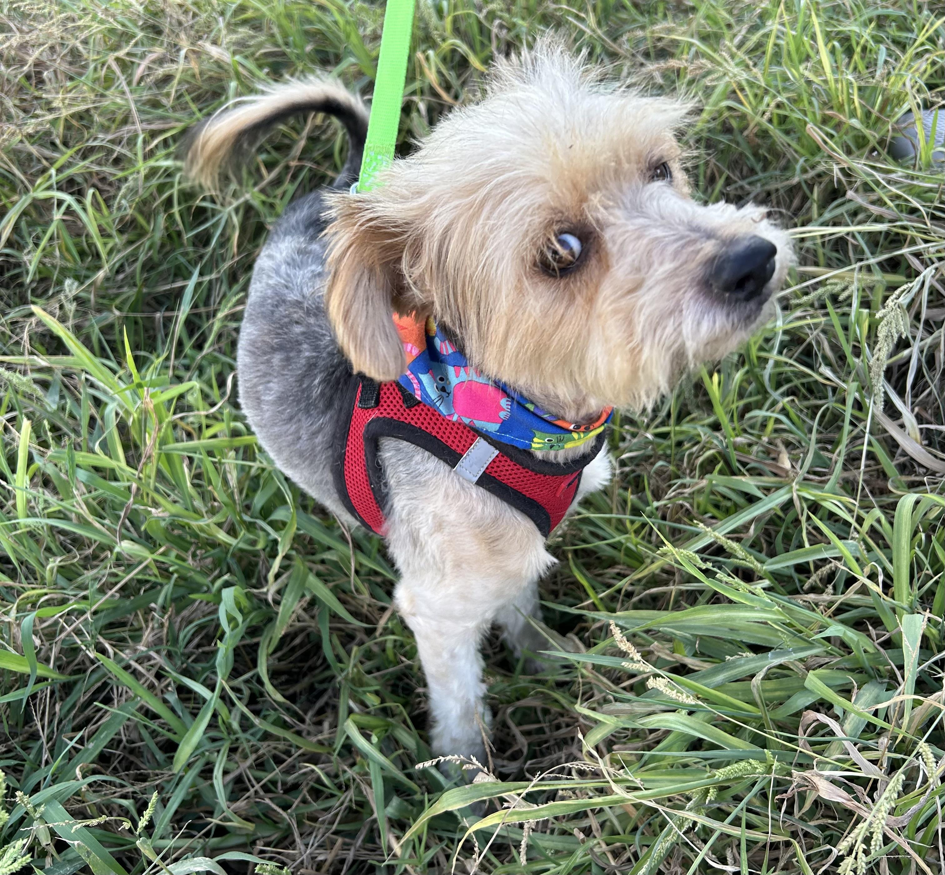 Enlarge TEDDY, a Adoptable mixed breed in Bell Gardens, CA image 6/6