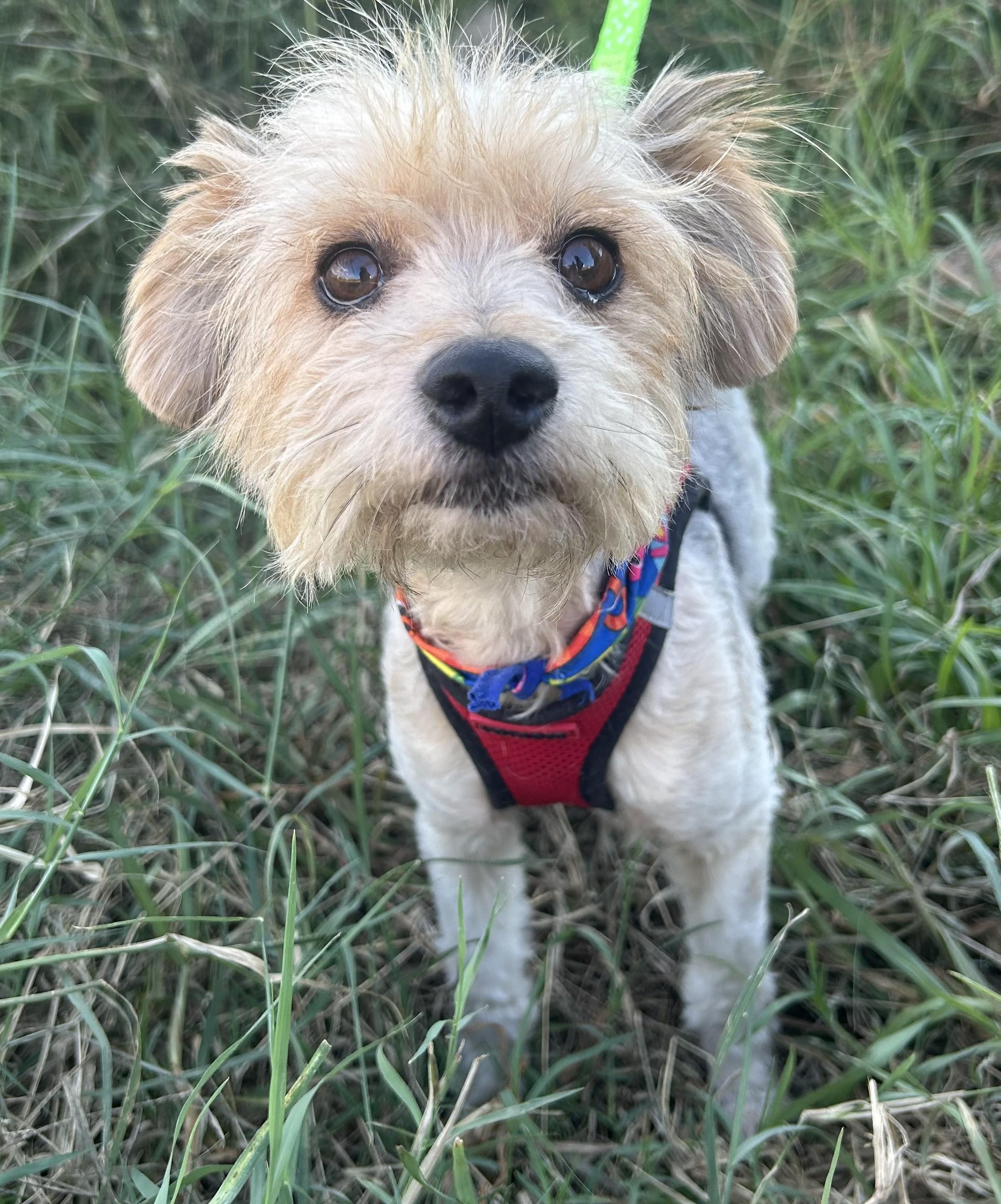 Enlarge TEDDY, a Adoptable mixed breed in Bell Gardens, CA image 2/6