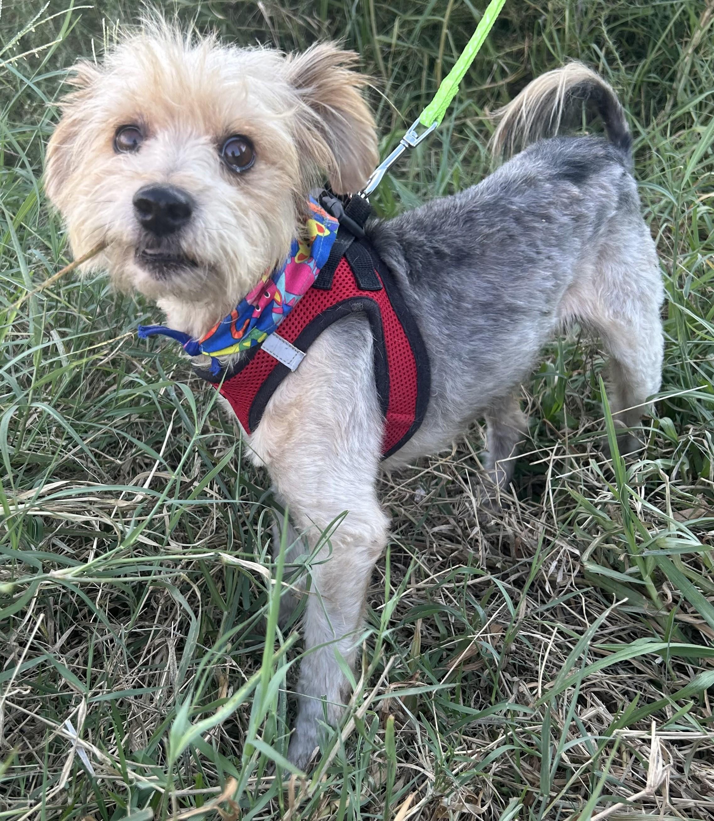 Enlarge TEDDY, a Adoptable mixed breed in Bell Gardens, CA image 1/6