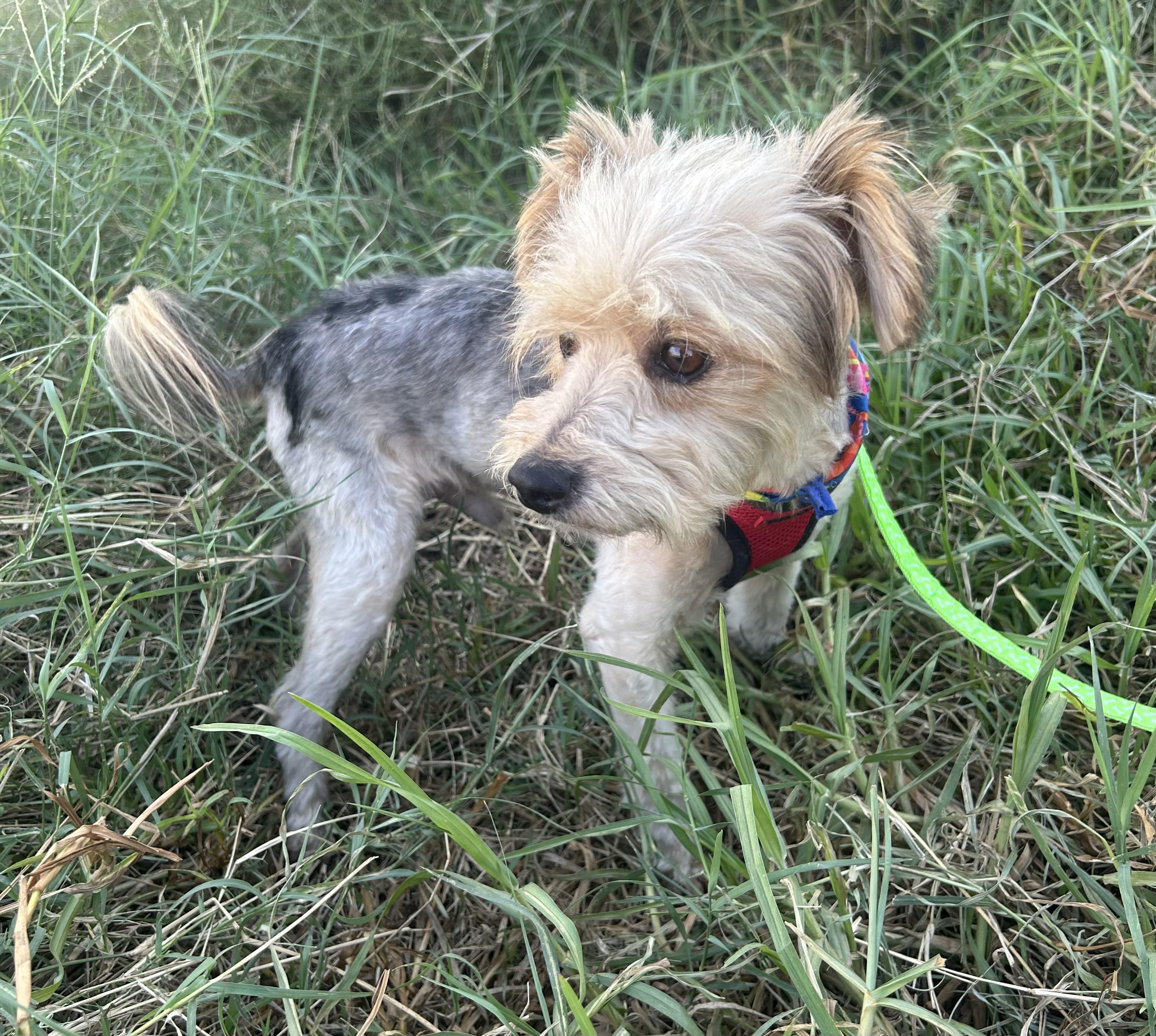 Enlarge TEDDY, a Adoptable mixed breed in Bell Gardens, CA image 5/6