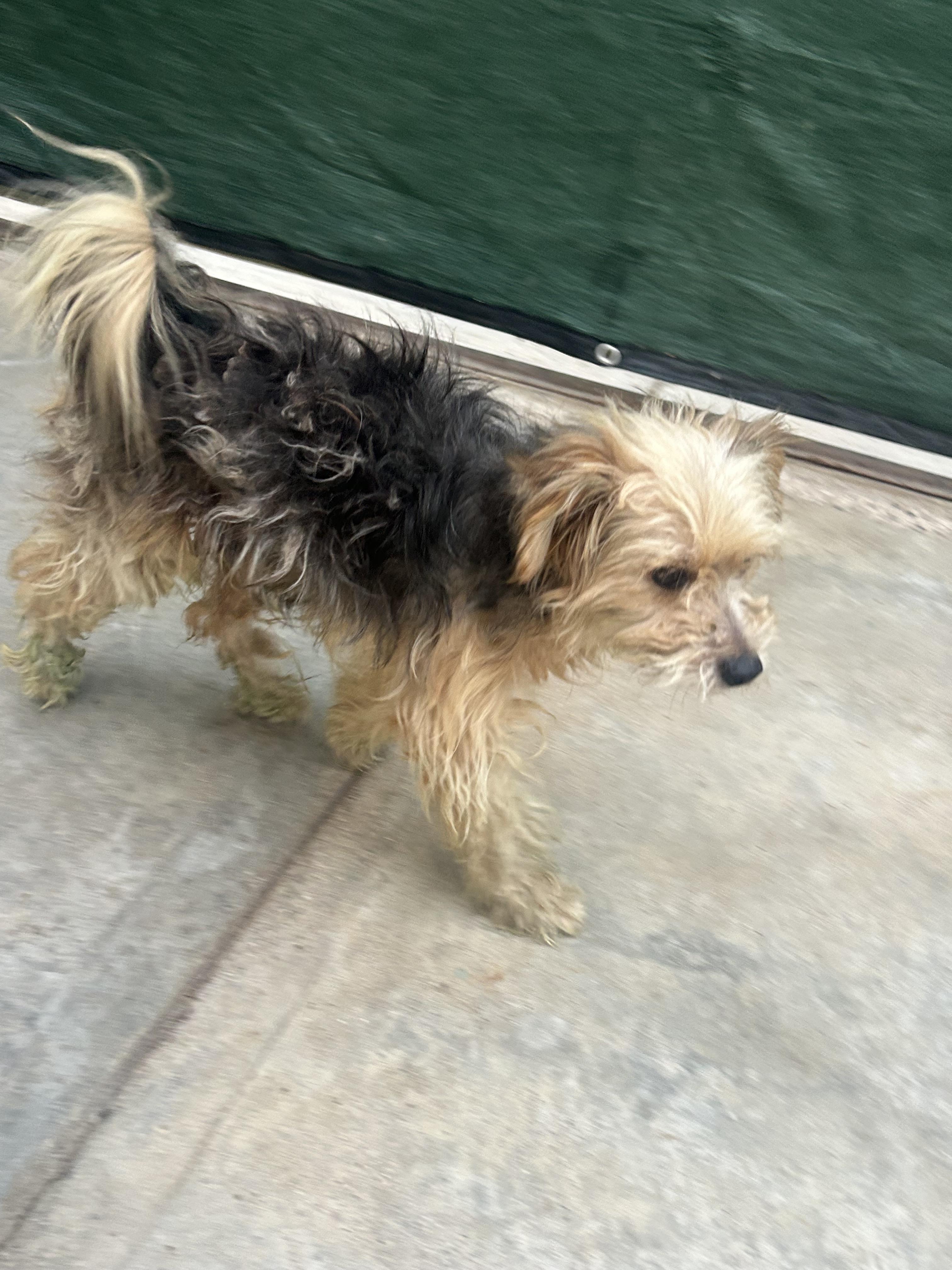 Enlarge TEDDY, a Adoptable mixed breed in Bell Gardens, CA image 3/6