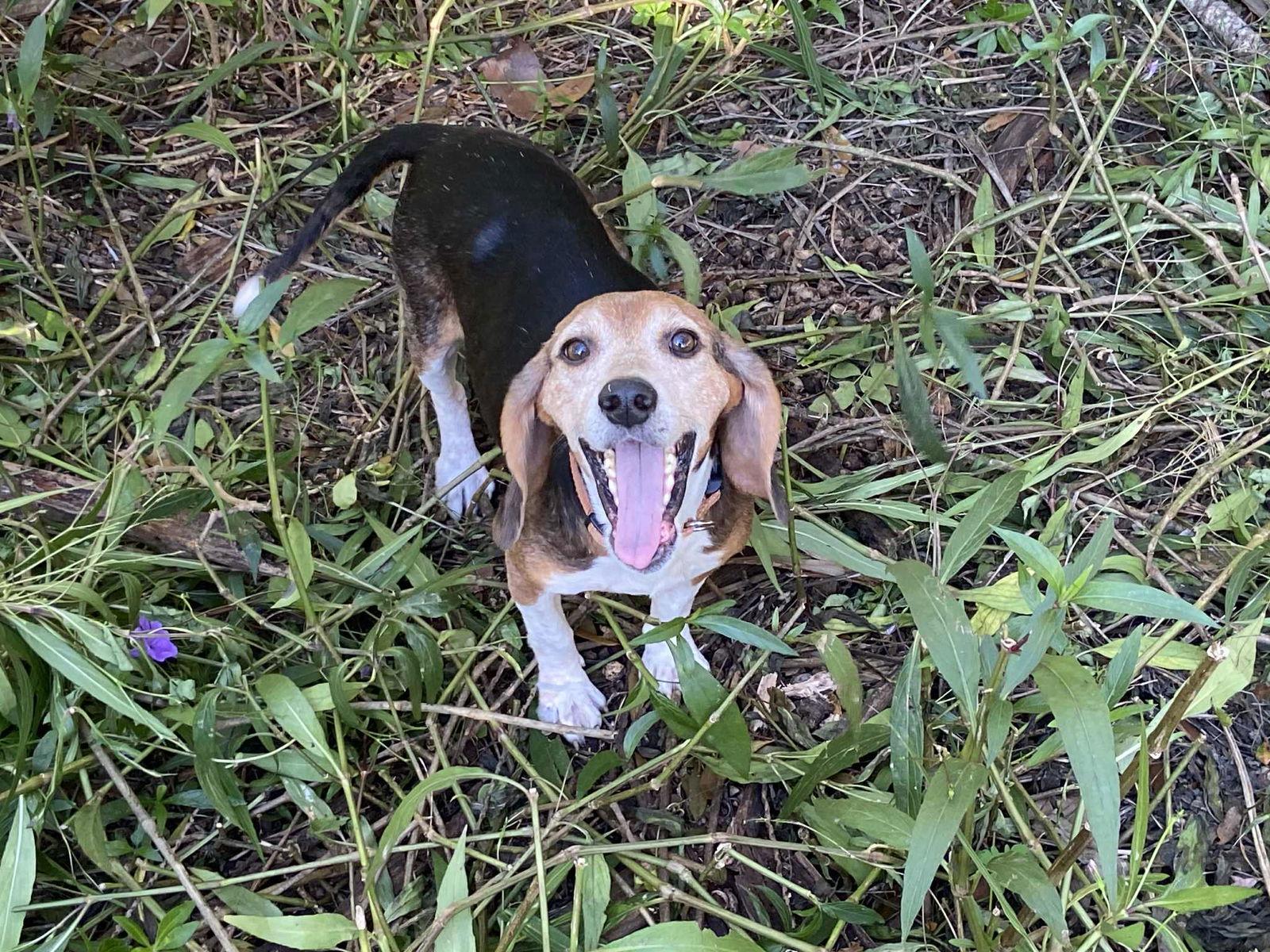 Enlarge Captain II, a Adopted Beagle in Tampa, FL image 1/3