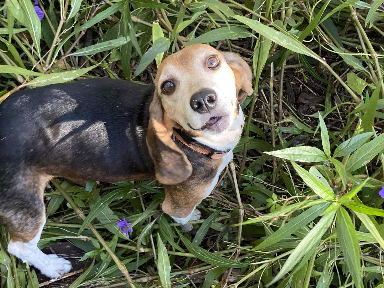 Enlarge Captain II, a Adopted Beagle in Tampa, FL image 2/3