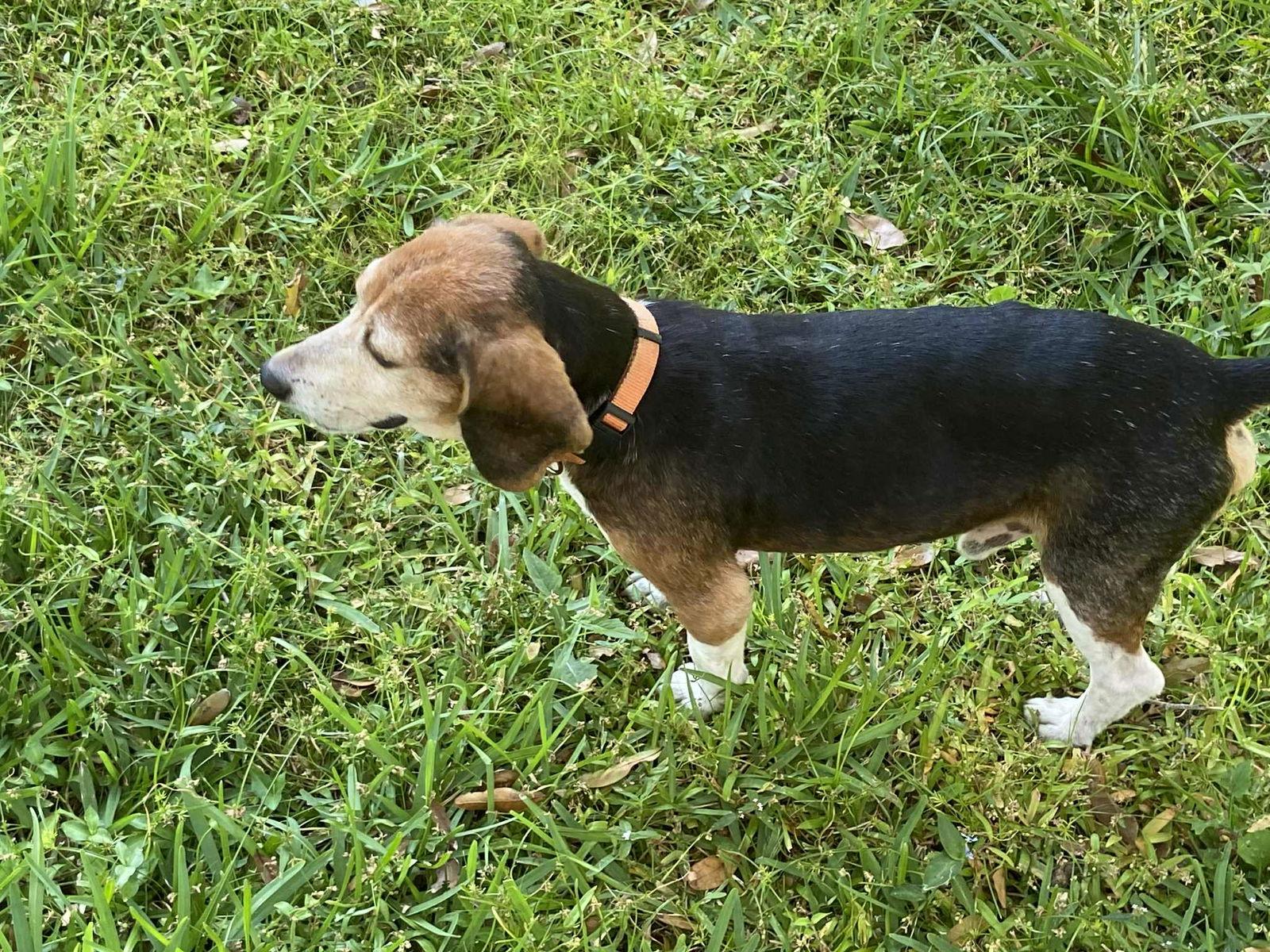 Enlarge Captain II, a Adopted Beagle in Tampa, FL image 3/3