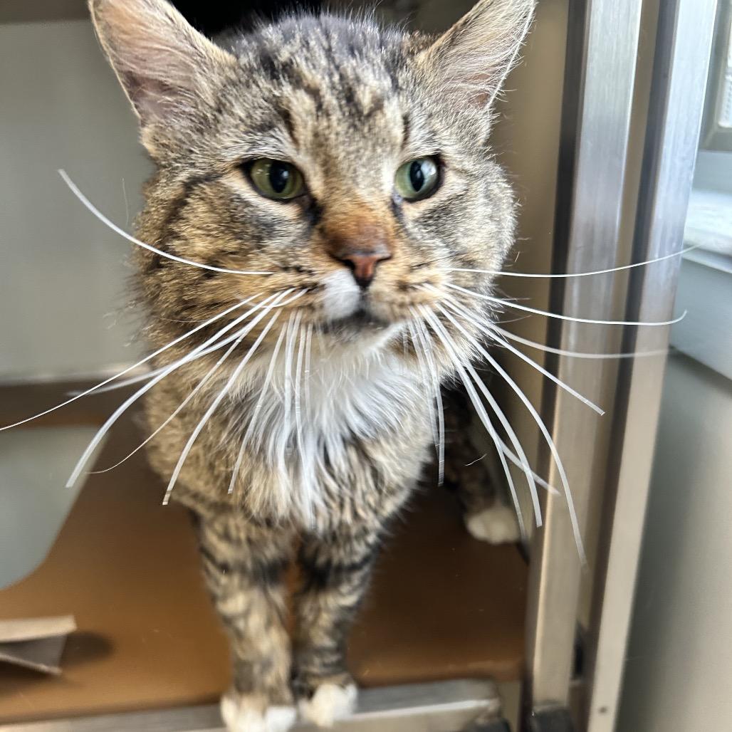 Doug, a Adoptable Domestic Long Hair in Birdsboro, PA image 1/4