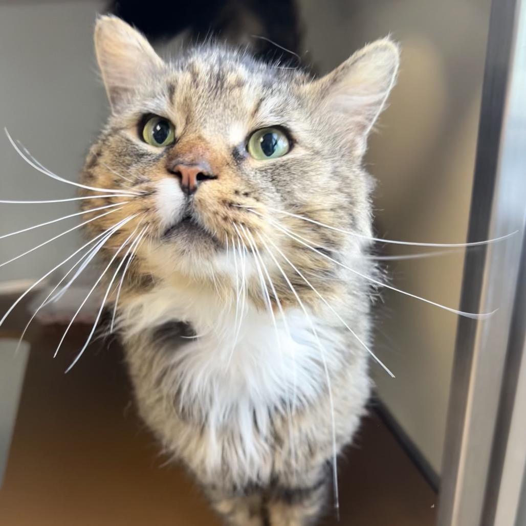 Doug, a Adoptable Domestic Long Hair in Birdsboro, PA image 2/4